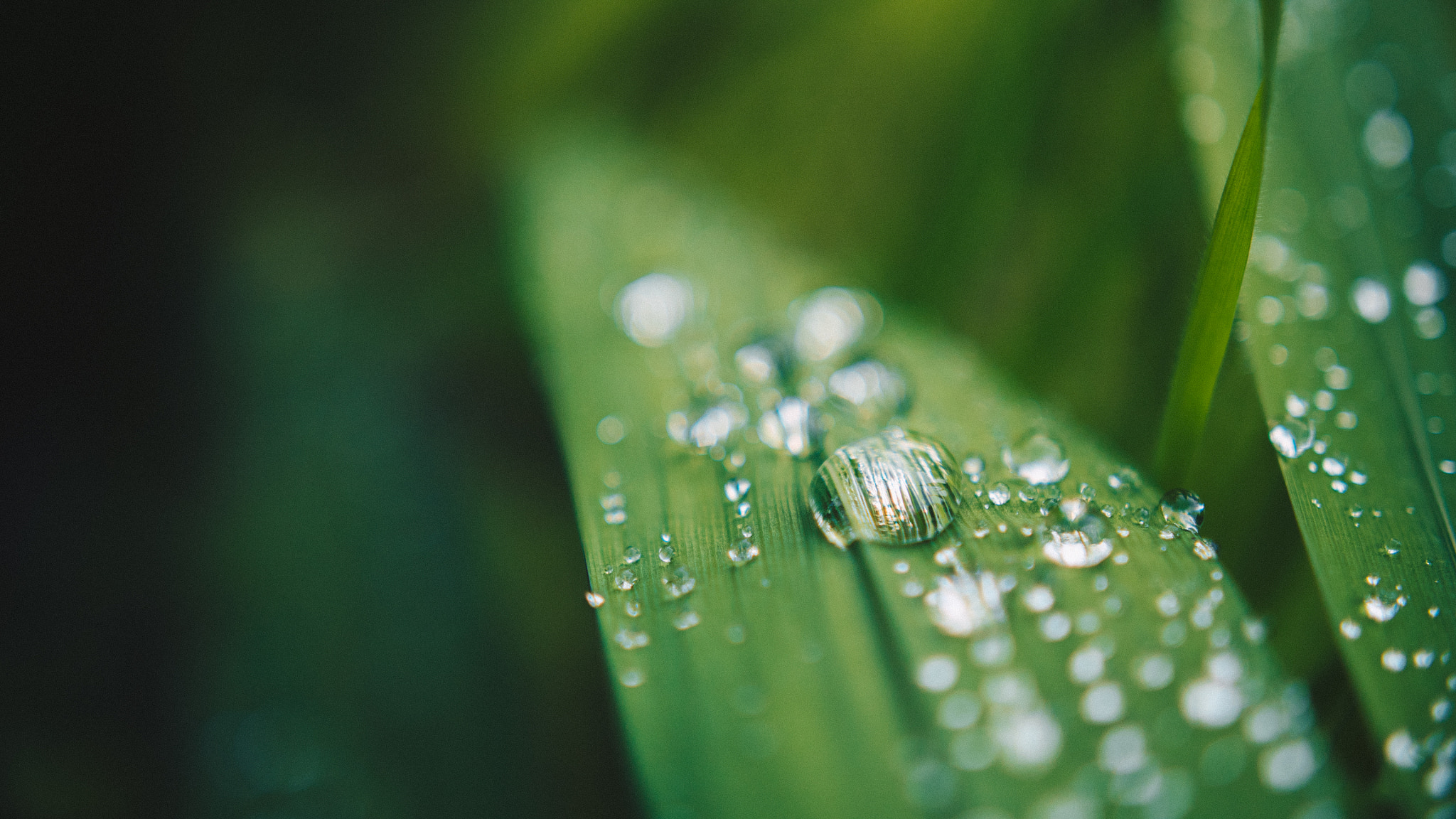 Panasonic Lumix DMC-GH4 sample photo. Water droplets photography