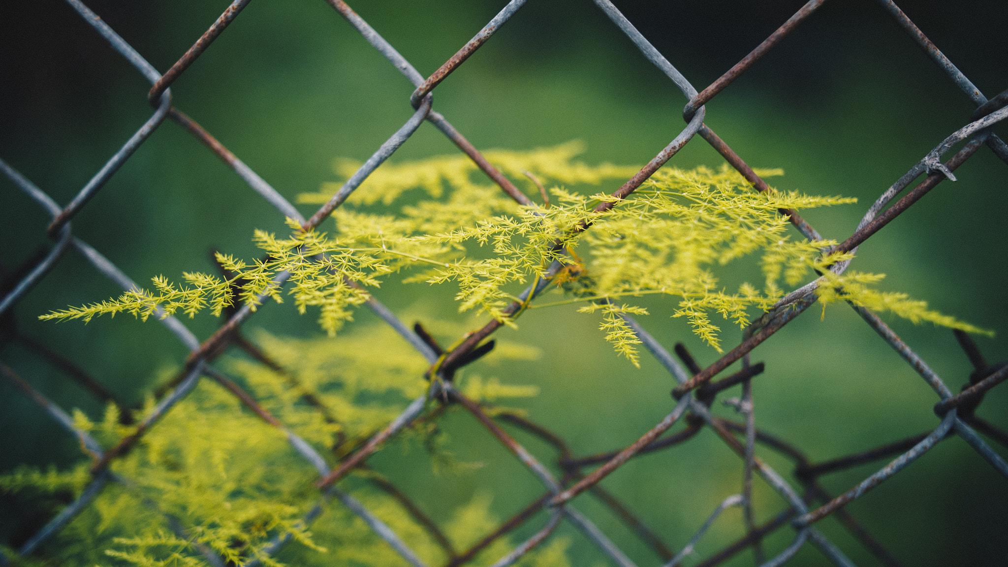 .64x Metabones 18-35/1.8 sample photo. Chain link photography