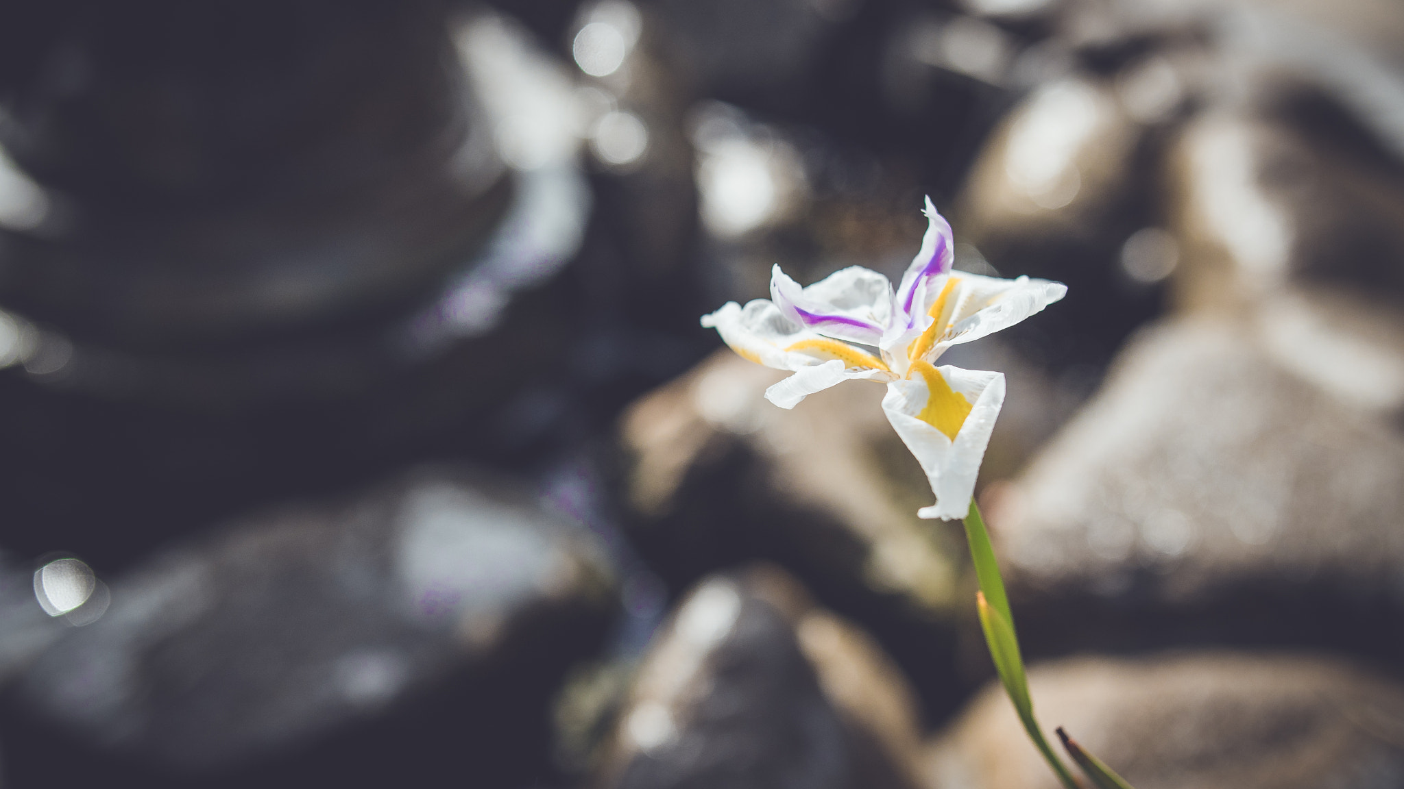 Panasonic Lumix DMC-GH4 + .64x Metabones 18-35/1.8 sample photo. Flower photography