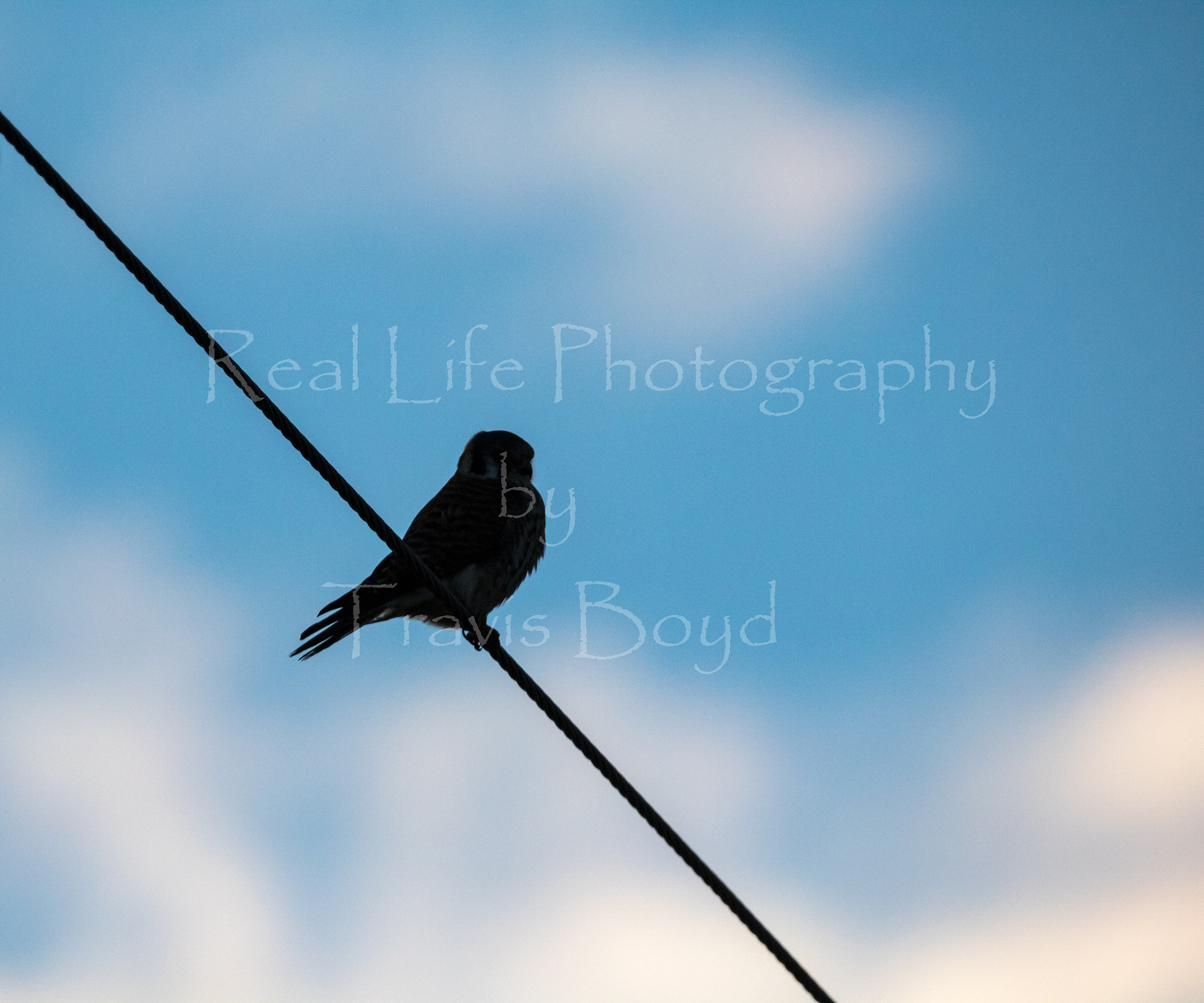 150-600mm F5-6.3 DG OS HSM | Sports 014 sample photo. Silhouette falcon photography
