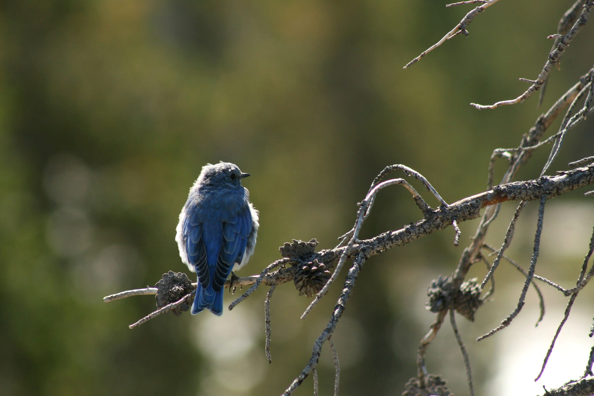 Canon EOS 30D + EF75-300mm f/4-5.6 sample photo. Mountain bluebird photography