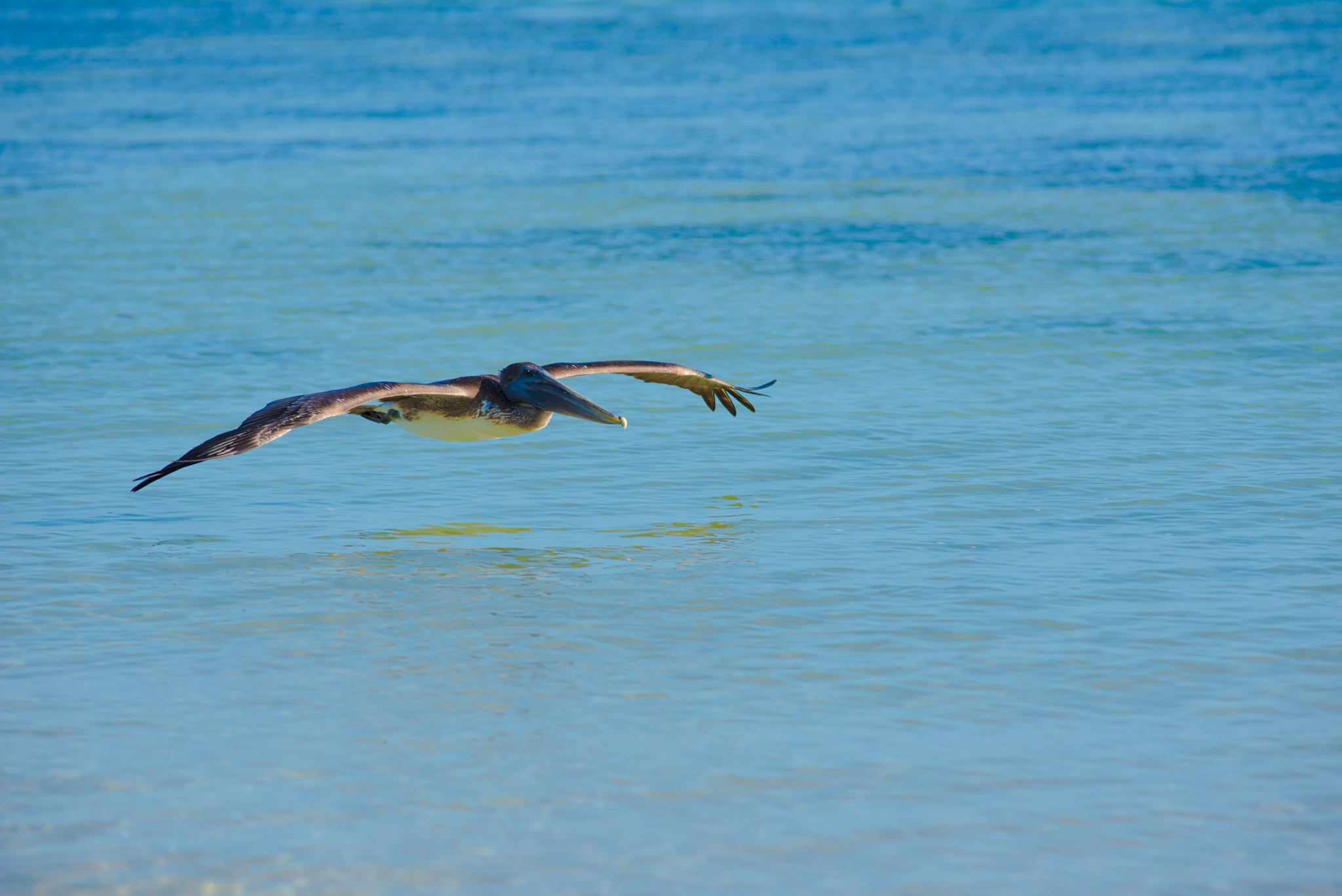 Nikon D750 + Nikon AF Nikkor 180mm F2.8D ED-IF sample photo. Miami beach& key west photography