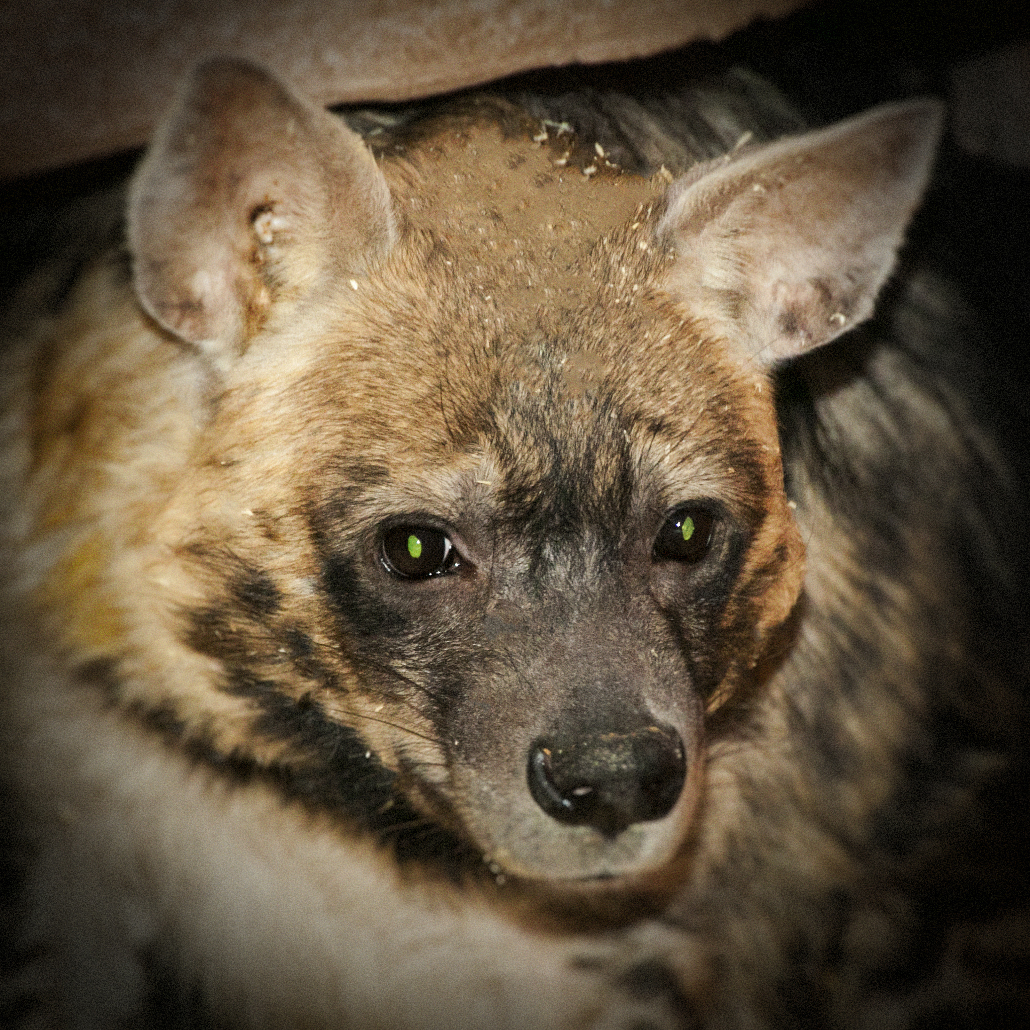 Canon EOS 50D sample photo. Hyena photography