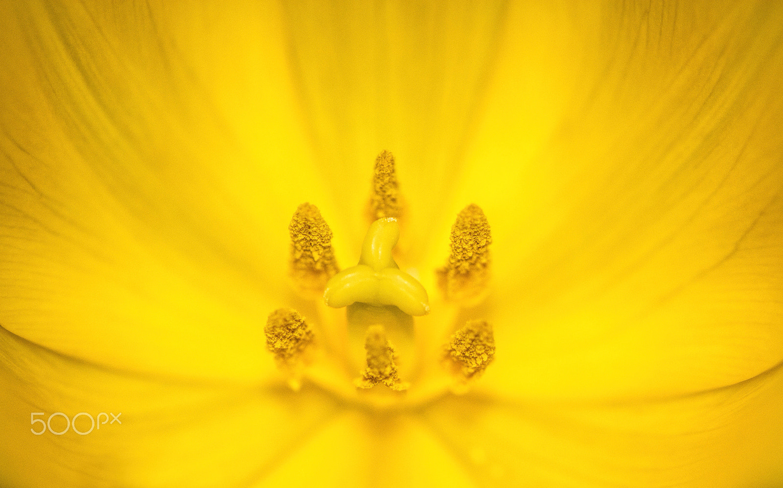 Sigma 105mm F2.8 EX DG OS HSM sample photo. Sunshine photography