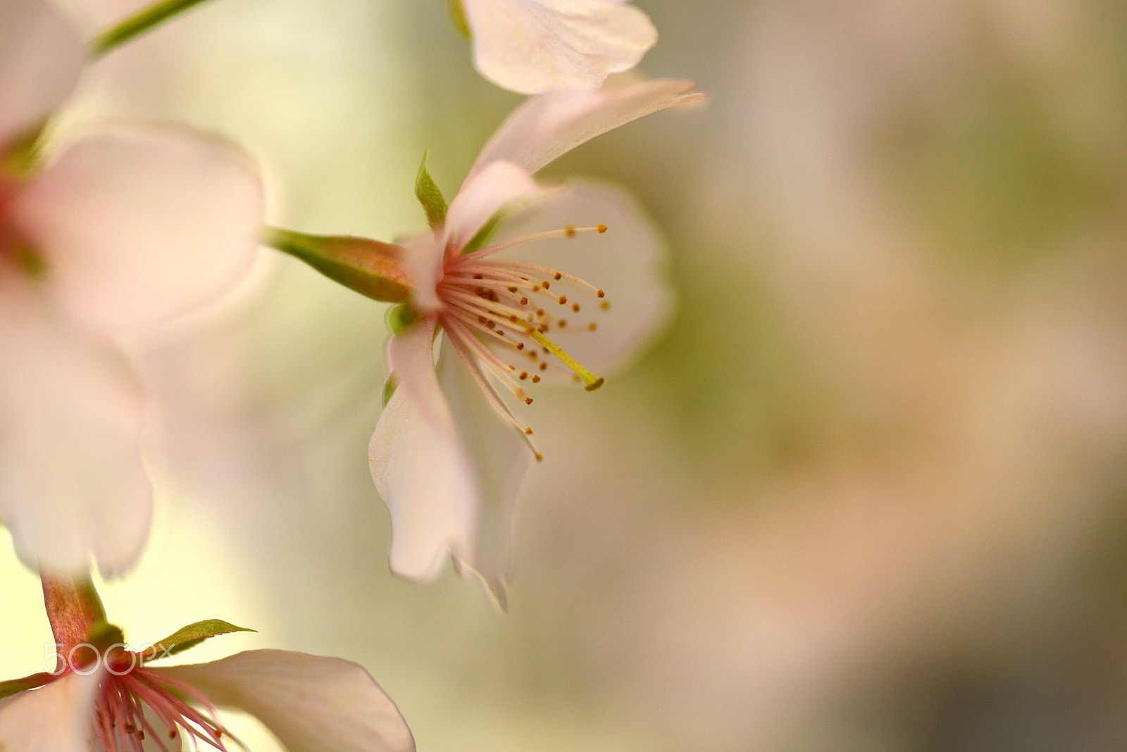 Nikon D600 sample photo. Spring is right there. photography