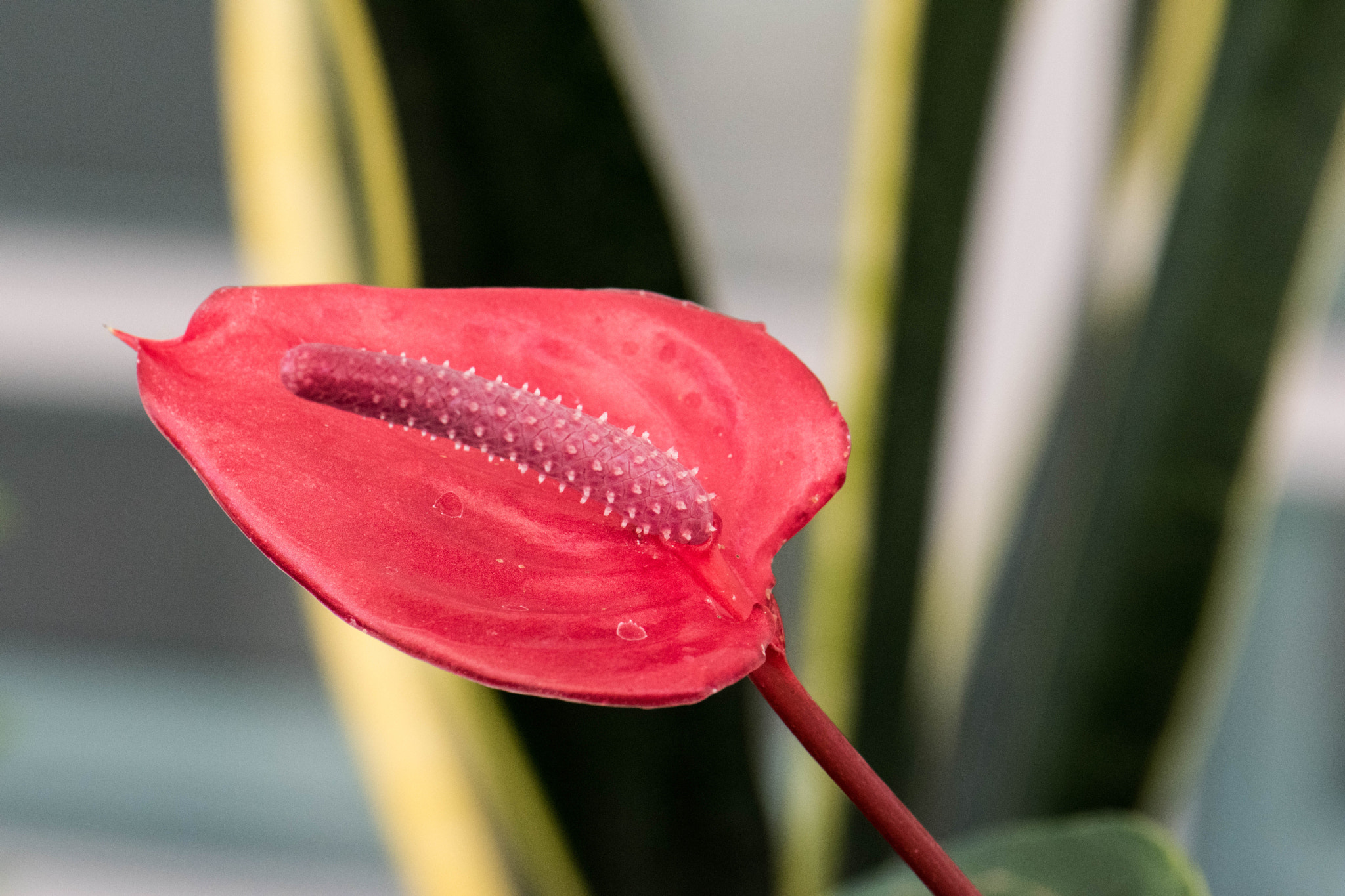 Nikon AF-S Micro-Nikkor 105mm F2.8G IF-ED VR sample photo. Exotic flower photography