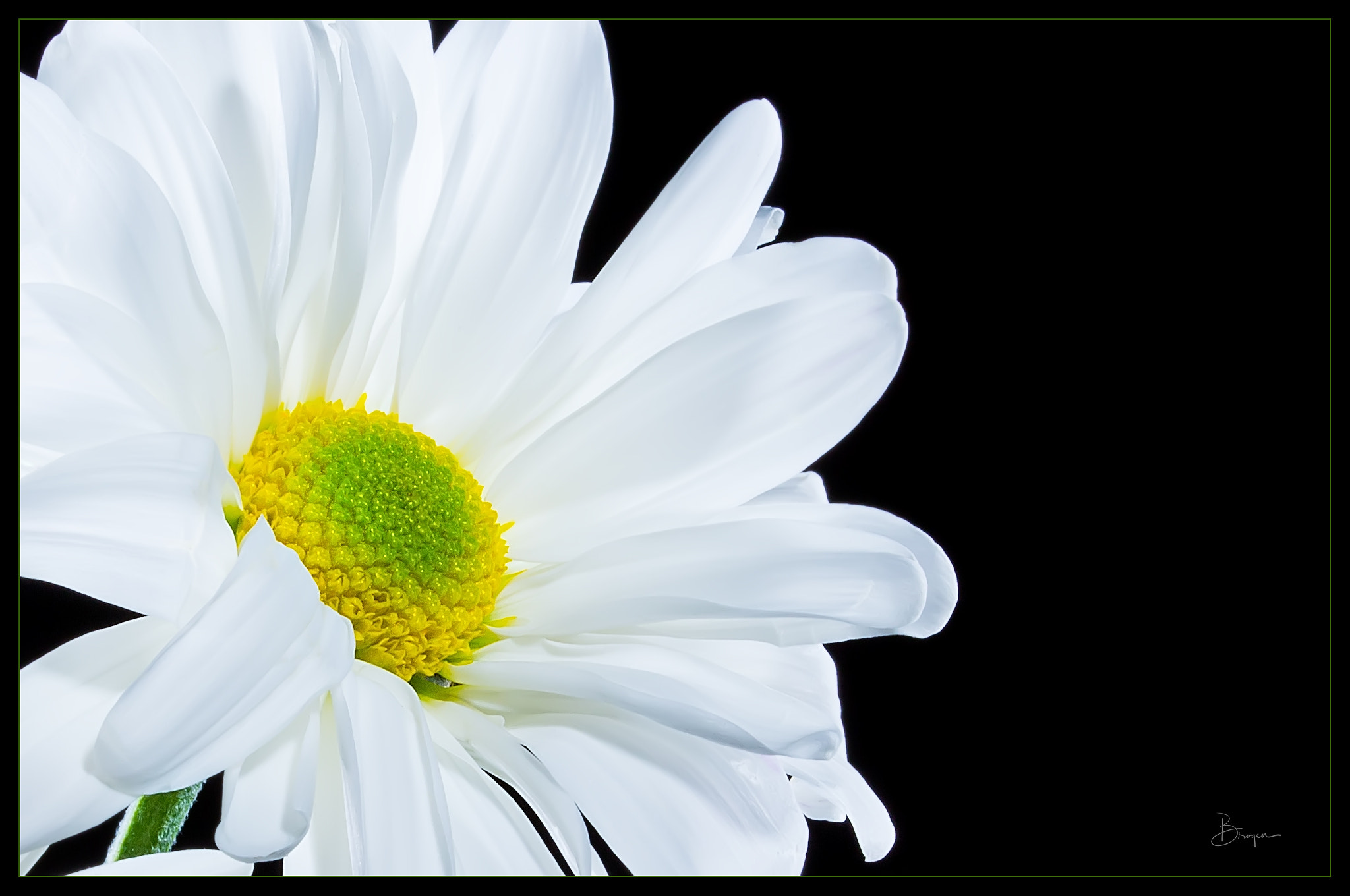 Canon EF 100mm F2.8 Macro USM sample photo. Happy photography
