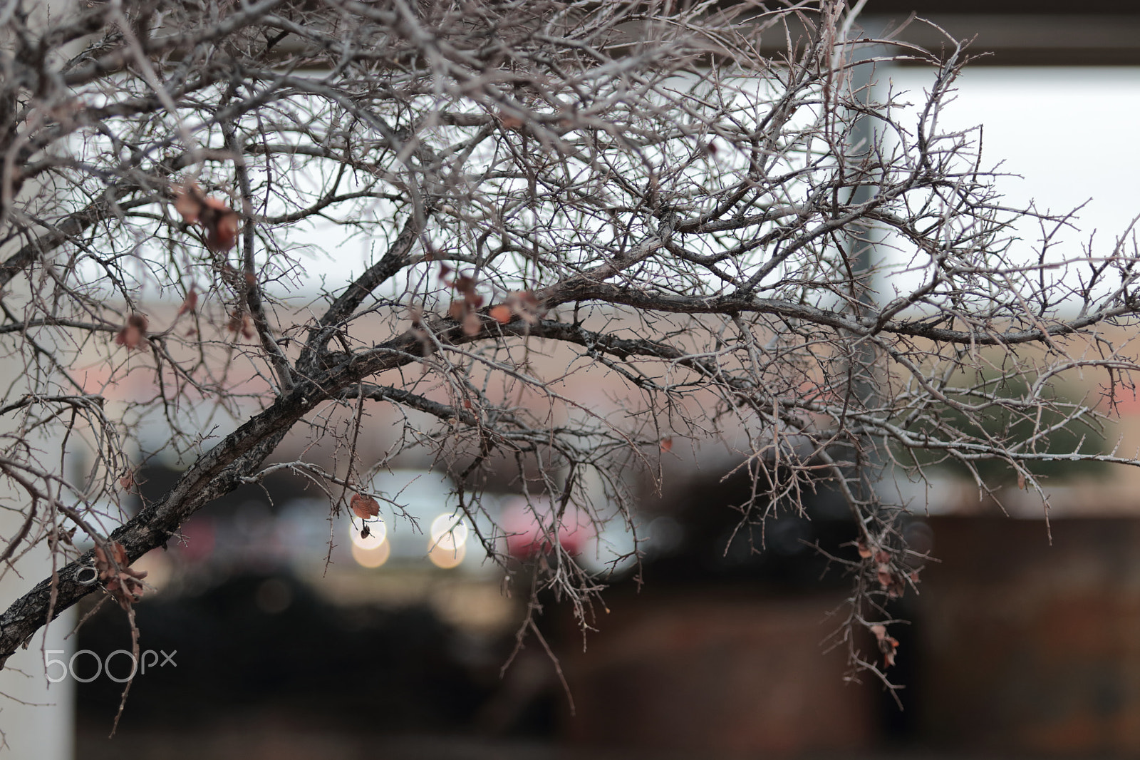 Canon EF 70-200mm F2.8L USM sample photo. Deciduous photography