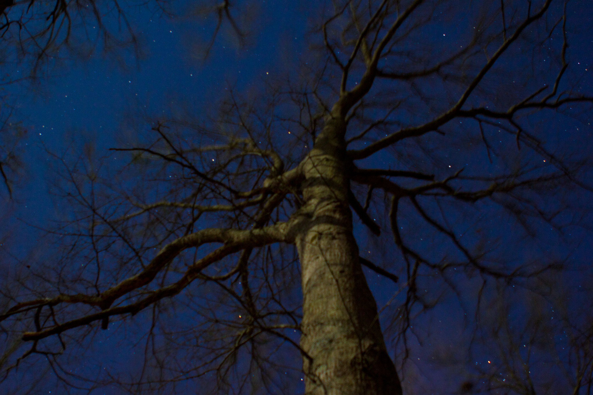 Canon EOS 60D + Canon EF 24-70mm F2.8L USM sample photo. Treetop. photography