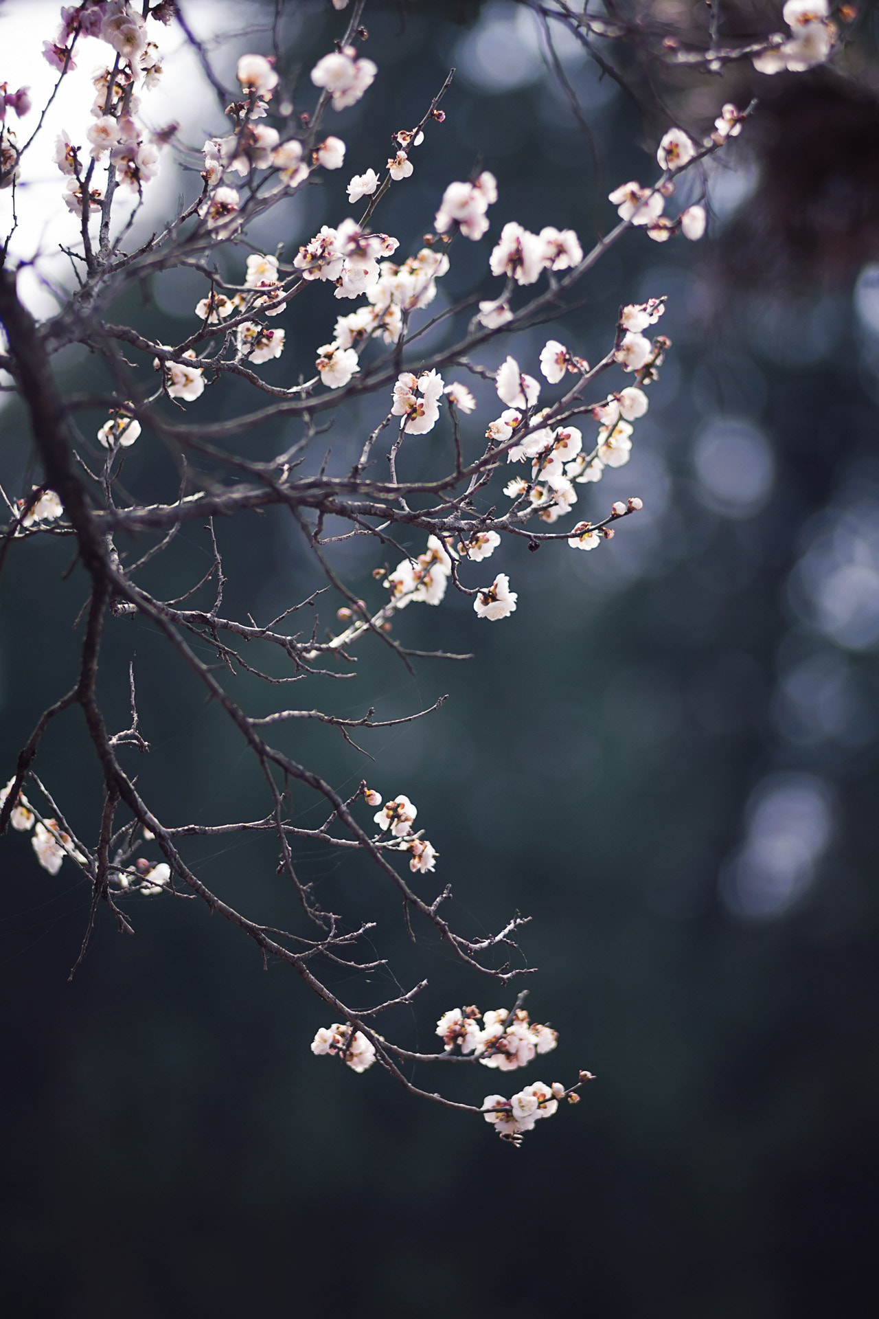 Canon EF 35-80mm f/4-5.6 sample photo. Wintersweet photography