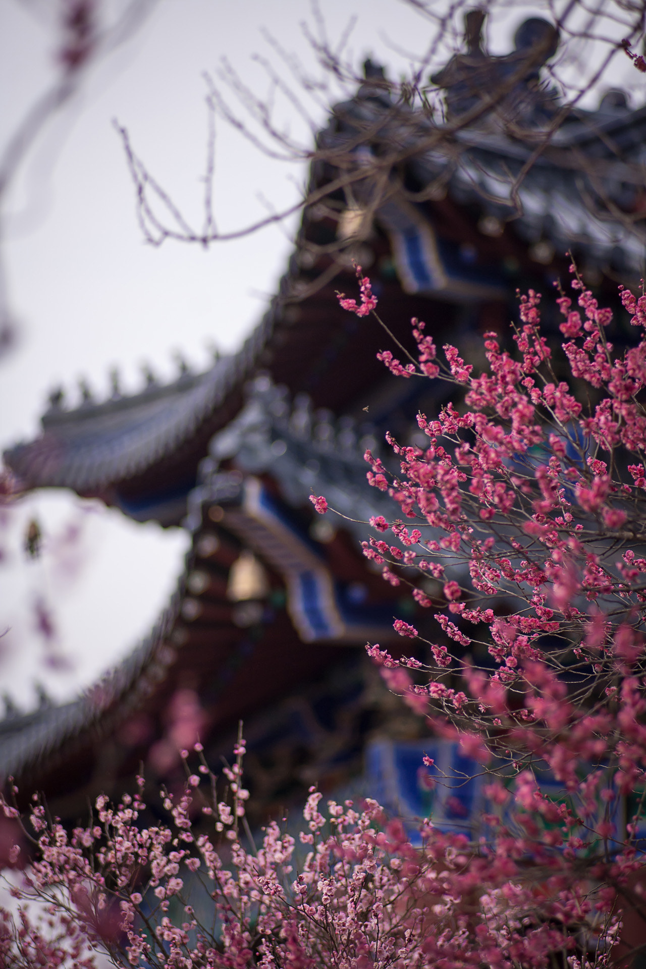 Canon EF 35-80mm f/4-5.6 sample photo. Wintersweet photography