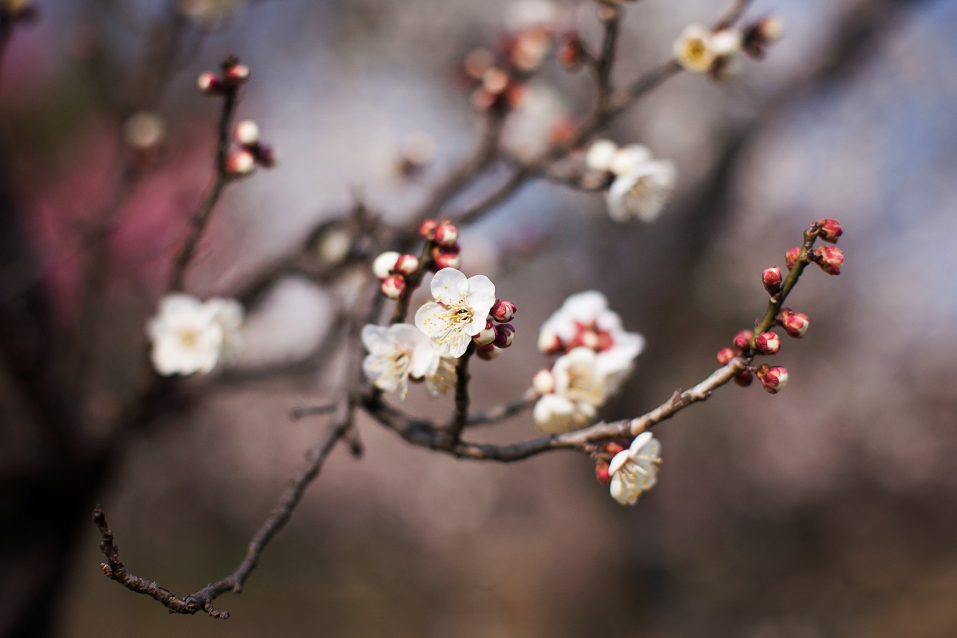 Canon EOS 5D sample photo. Wintersweet photography