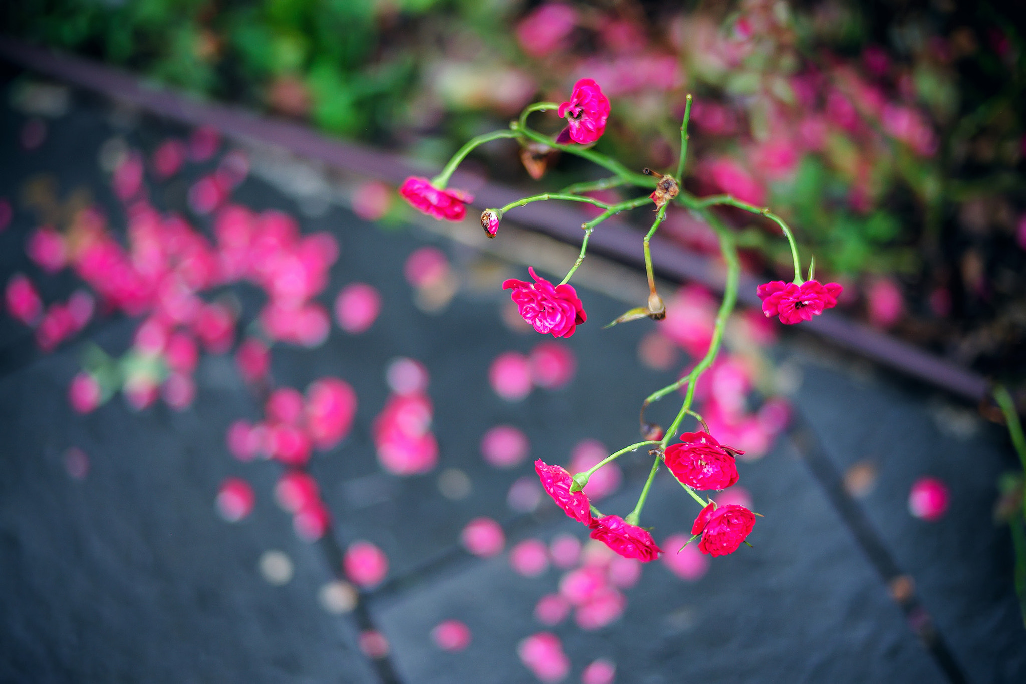 Leica Summilux-M 50mm F1.4 ASPH sample photo. Unwilling to mediocrity and dissolve in the blood photography