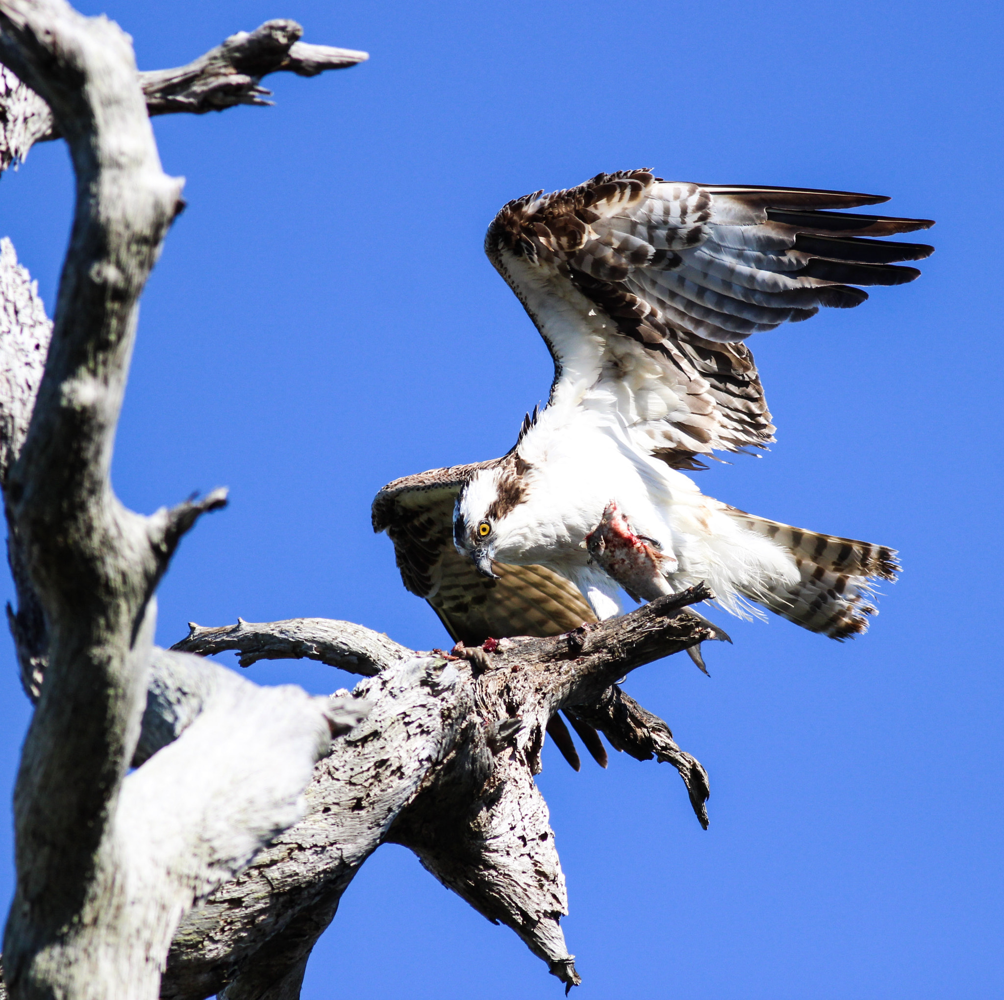 Canon EOS 600D (Rebel EOS T3i / EOS Kiss X5) sample photo. Honeymoon osprey photography