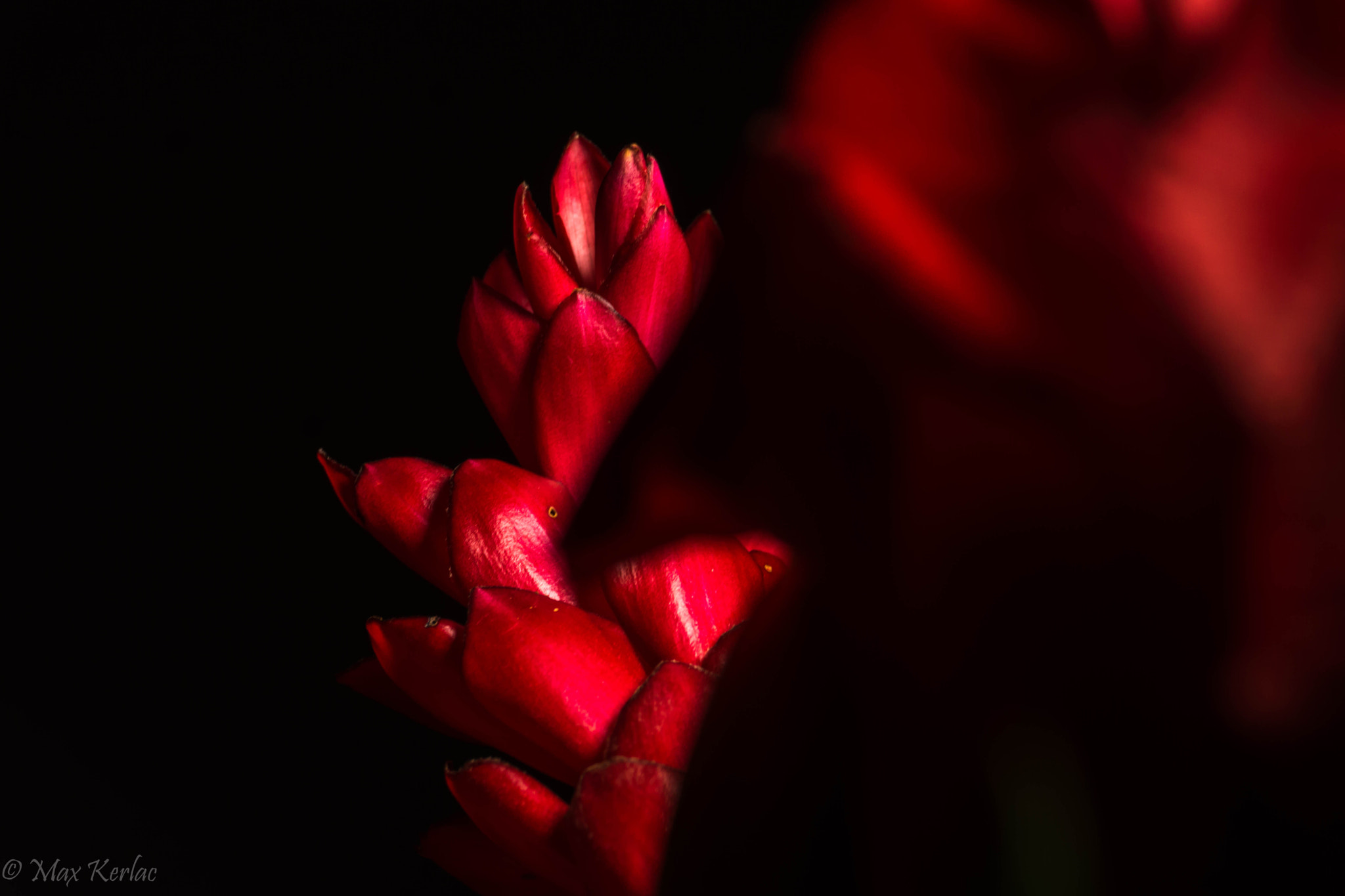 Sony Alpha NEX-7 + Sony E 16-50mm F3.5-5.6 PZ OSS sample photo. Flaming red photography