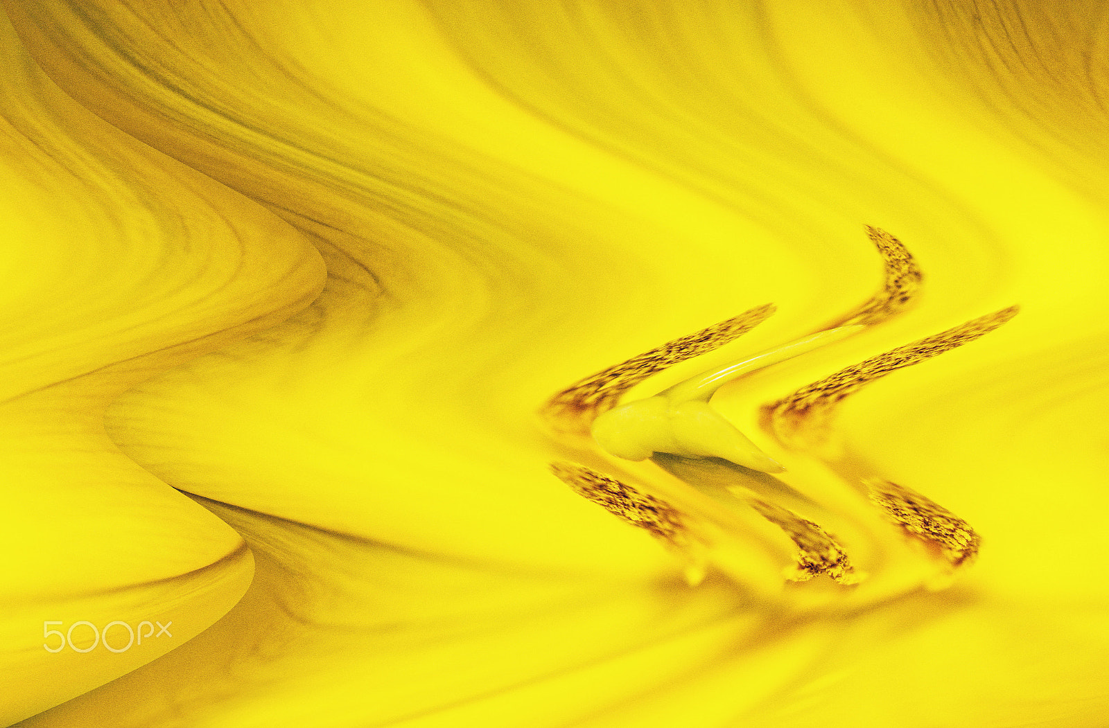 Sigma 105mm F2.8 EX DG OS HSM sample photo. Yellow dancing lines photography