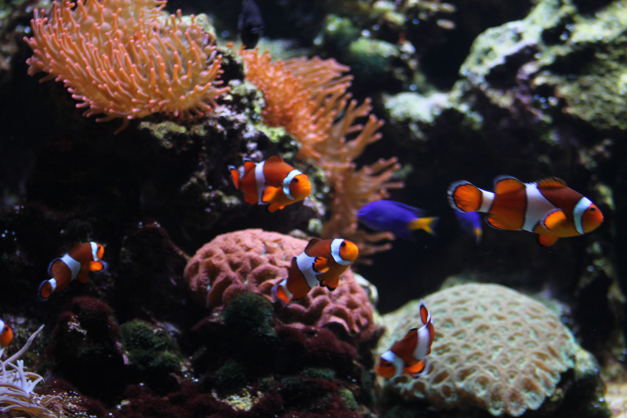Canon EF 75-300mm f/4-5.6 USM sample photo. Finding nemo photography