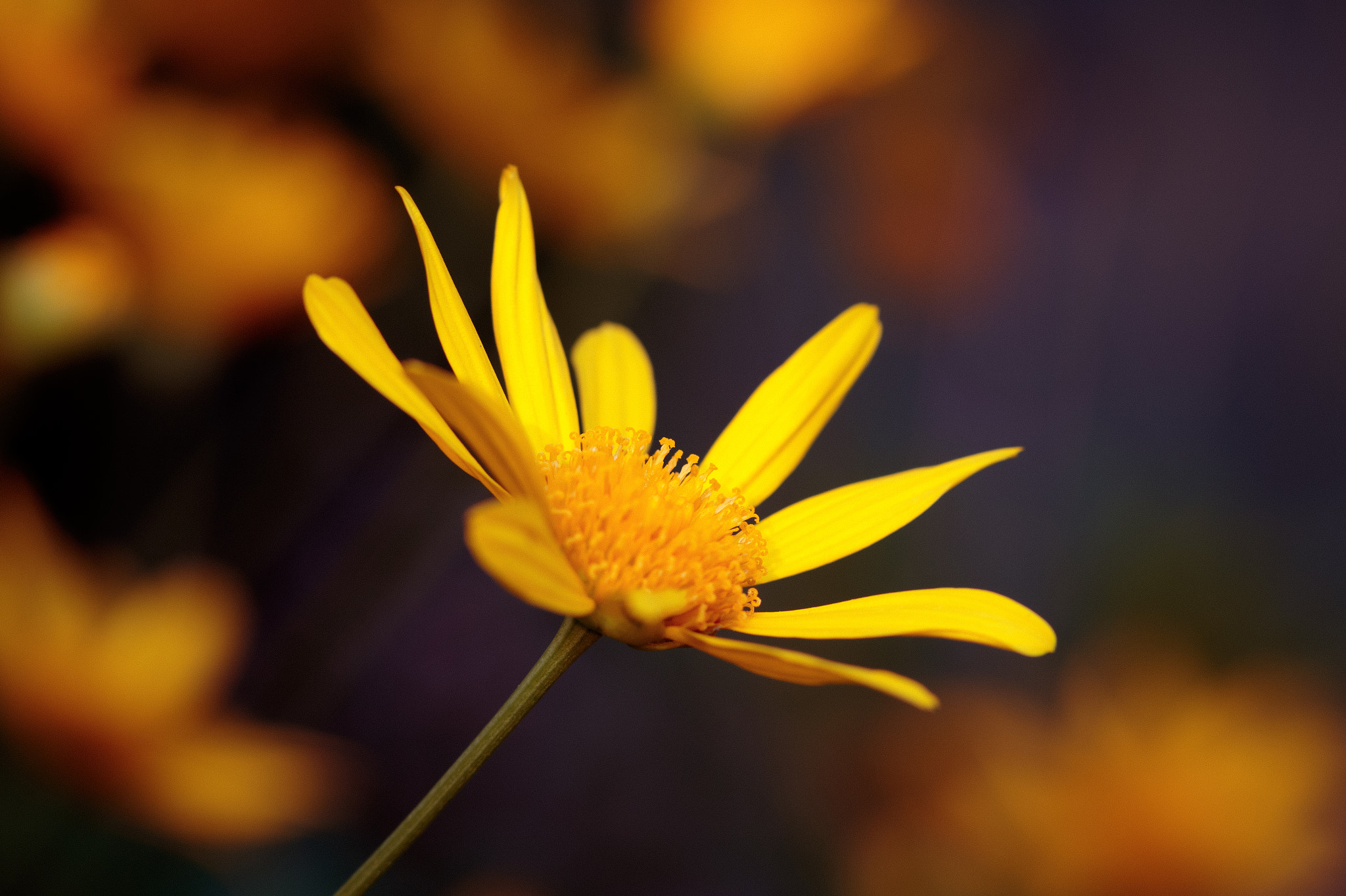 Canon EF 100mm F2.8 Macro USM sample photo. African bush daisy photography