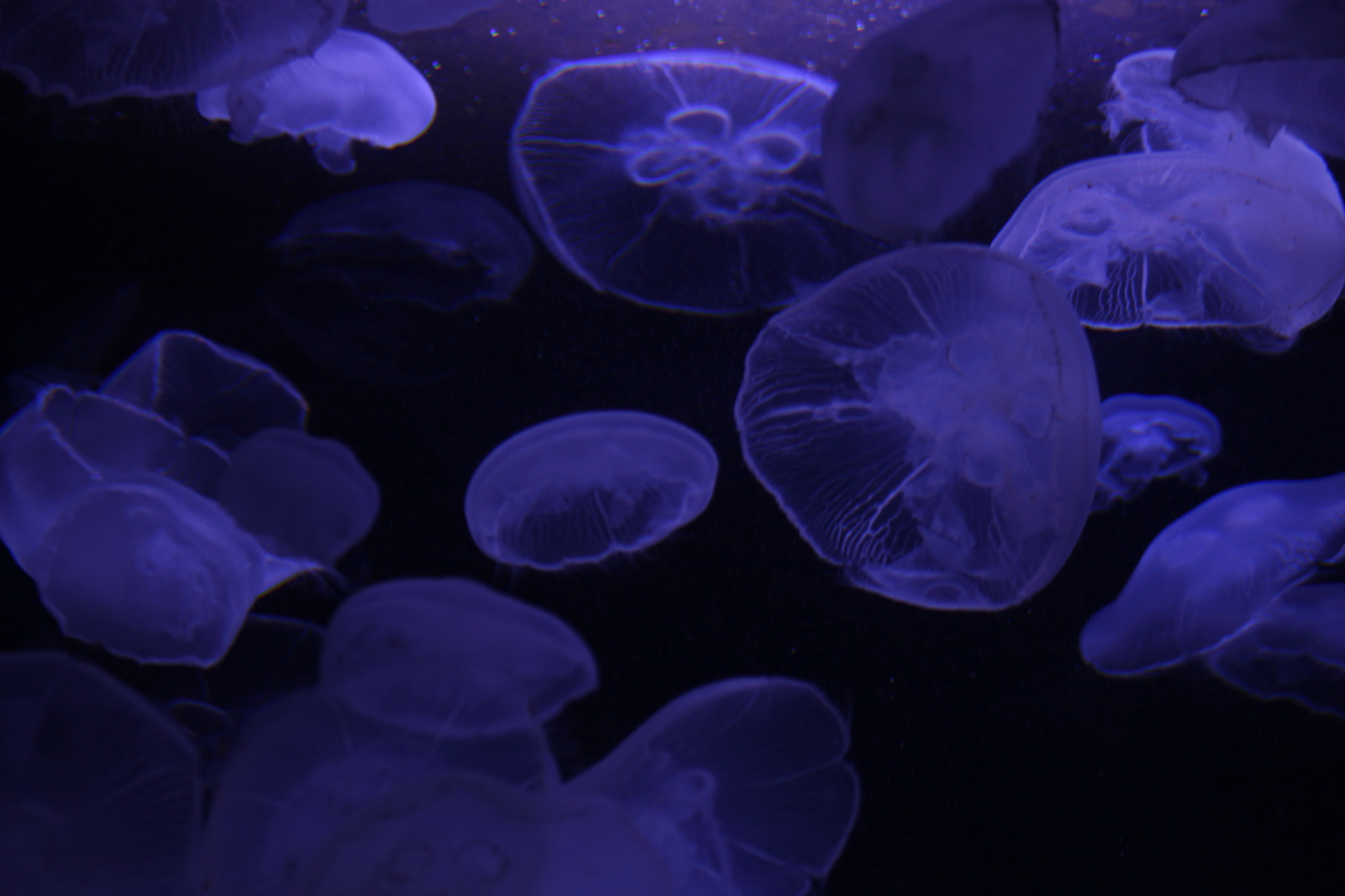 Canon EF 75-300mm f/4-5.6 USM sample photo. Jellyfish obsession. photography