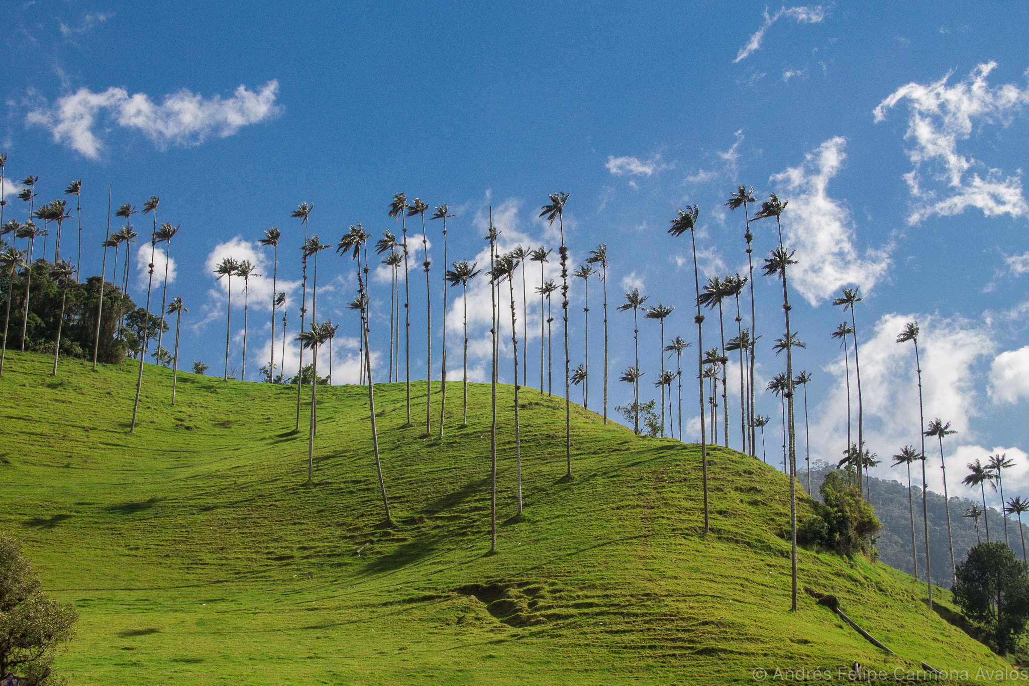 Canon EF-S 18-135mm F3.5-5.6 IS sample photo. Valle del cocora photography