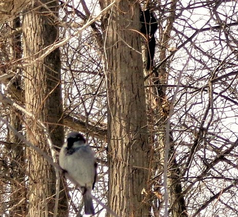 Sony Cyber-shot DSC-W690 sample photo. Bird and squirrel edited and cropped photography