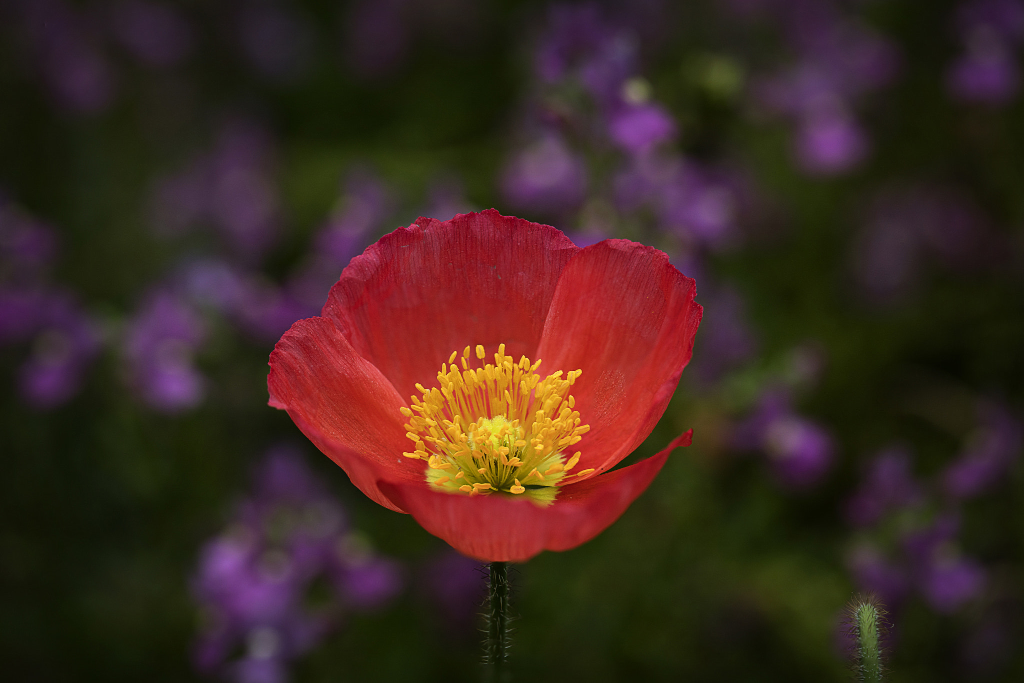 Canon EOS 5DS + Canon EF 100mm F2.8L Macro IS USM sample photo. Red poppy photography