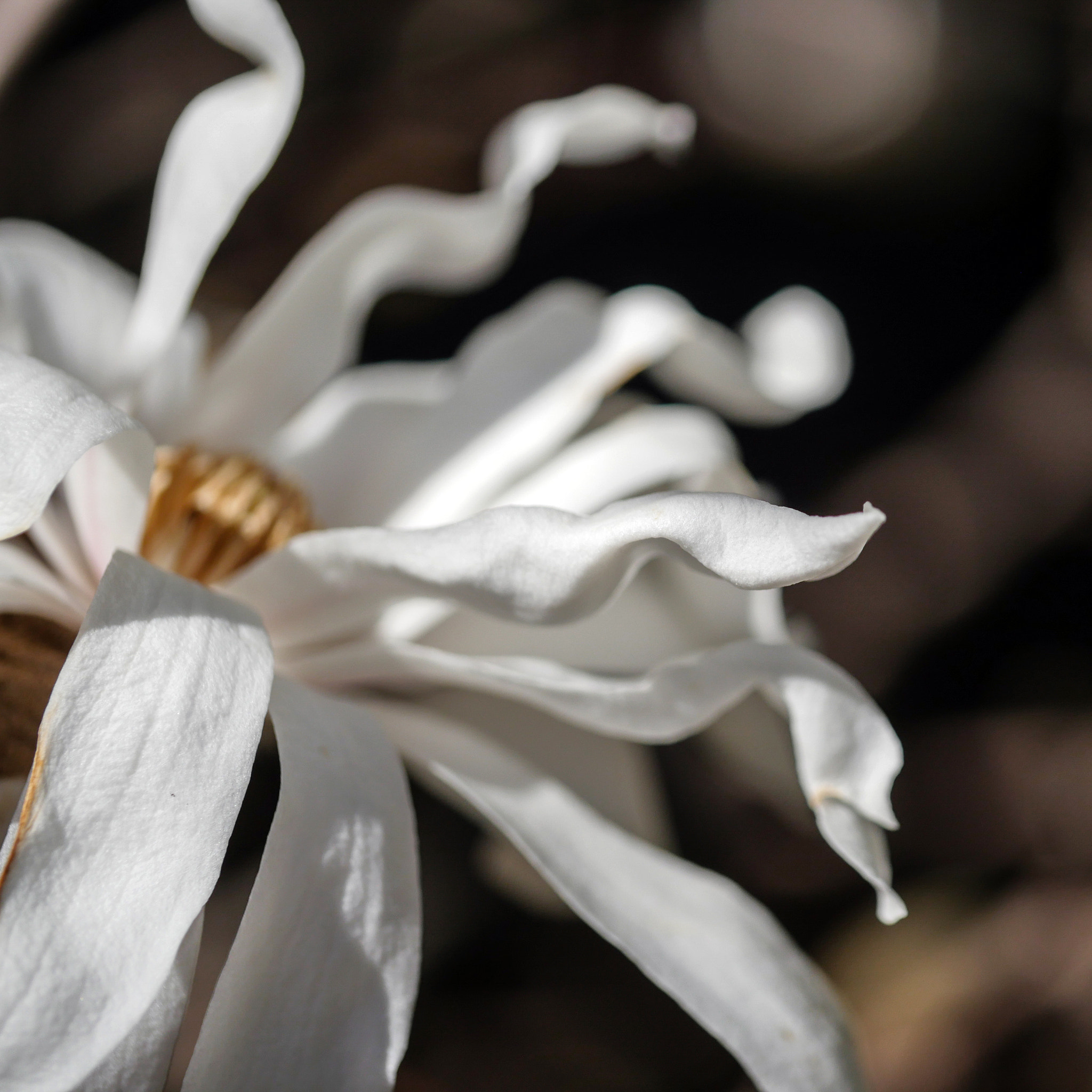 Panasonic Leica DG Macro-Elmarit 45mm F2.8 ASPH OIS sample photo. Star magnolia photography