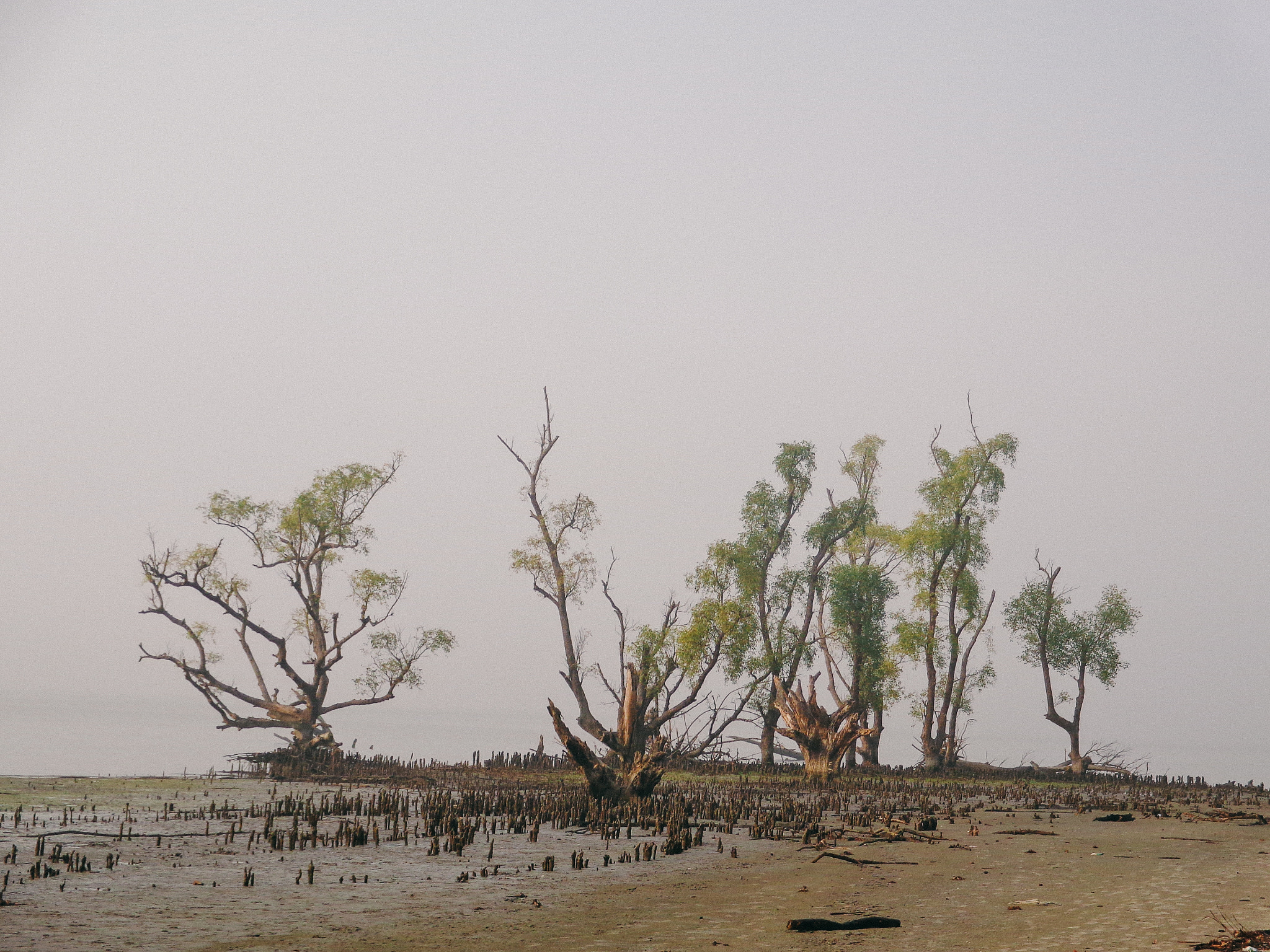 Sony Cyber-shot DSC-W690 sample photo. Kotka, sundarban photography