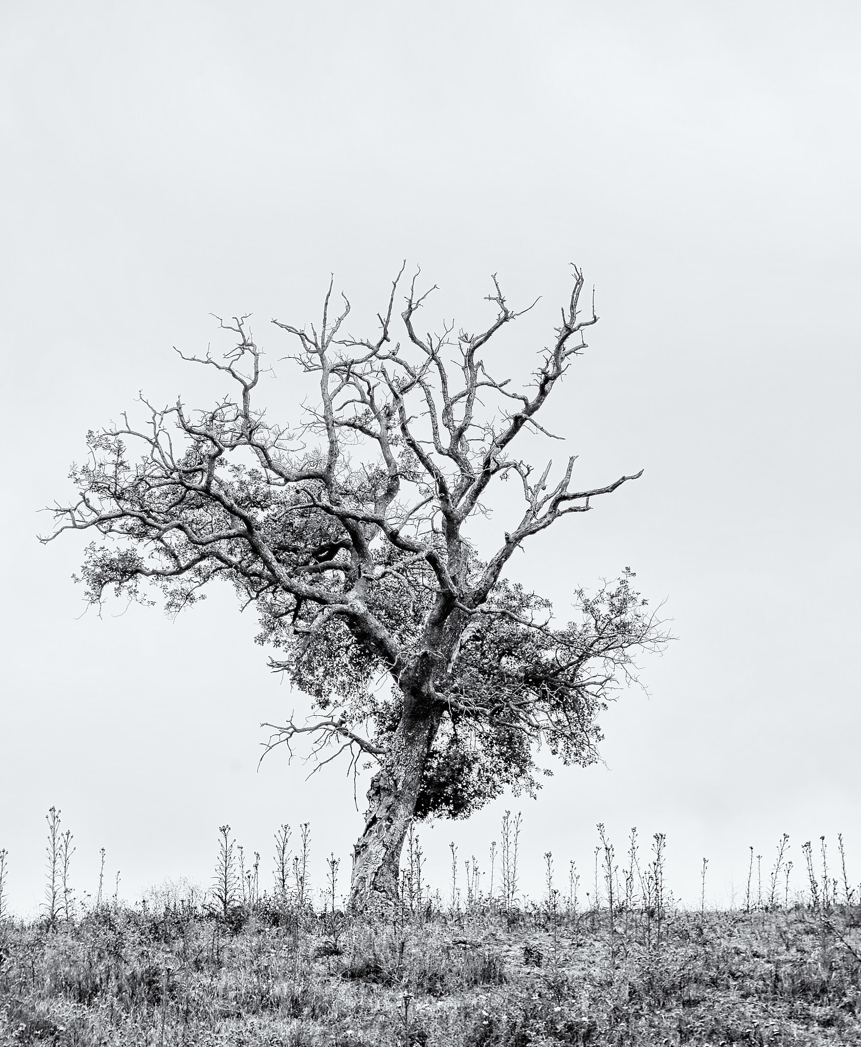 Canon EOS 6D + Canon EF 28-200mm F3.5-5.6 USM sample photo. The olive tree photography