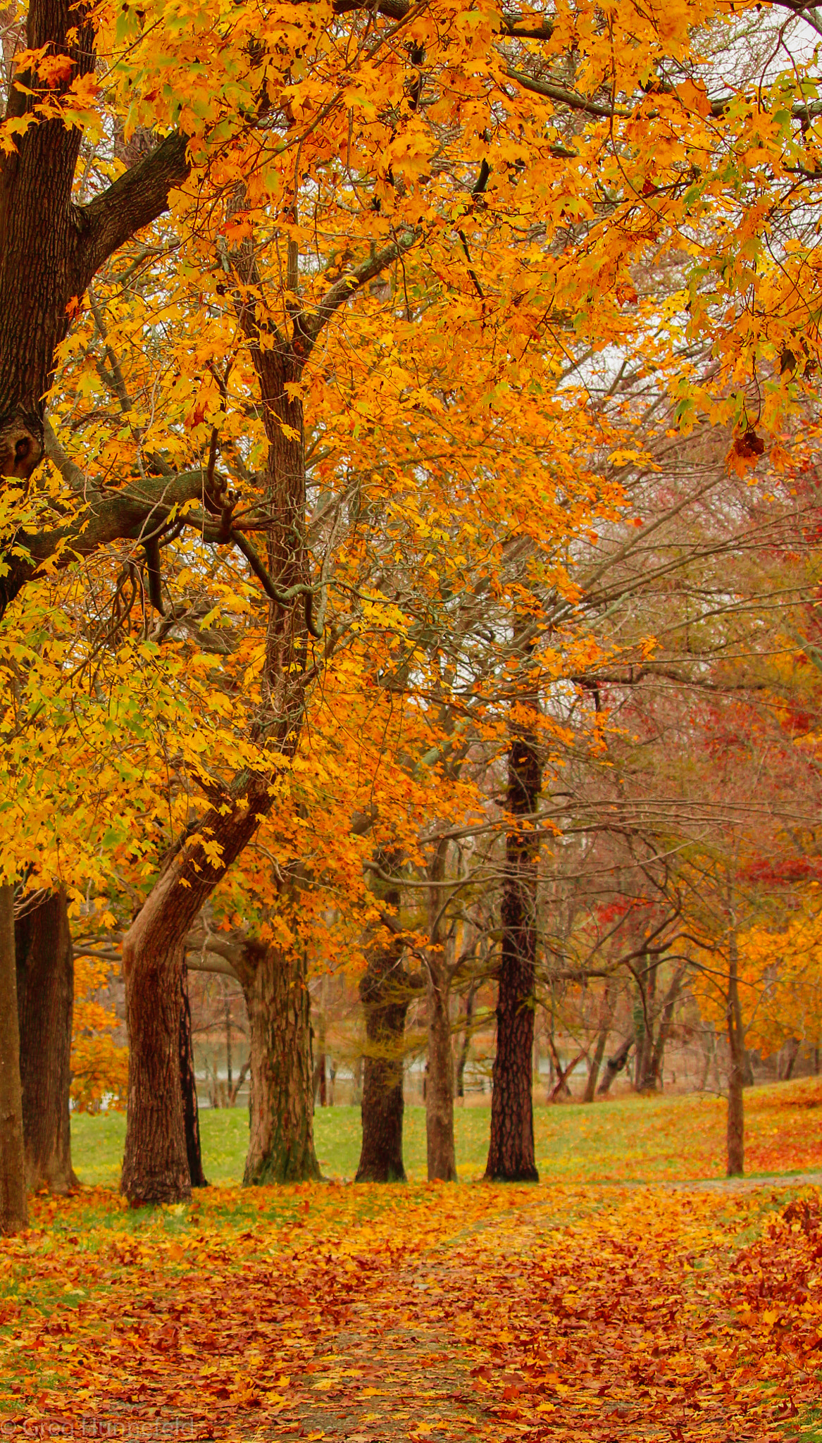 Canon EF-S 55-250mm F4-5.6 IS STM sample photo. Autumn foliage photography