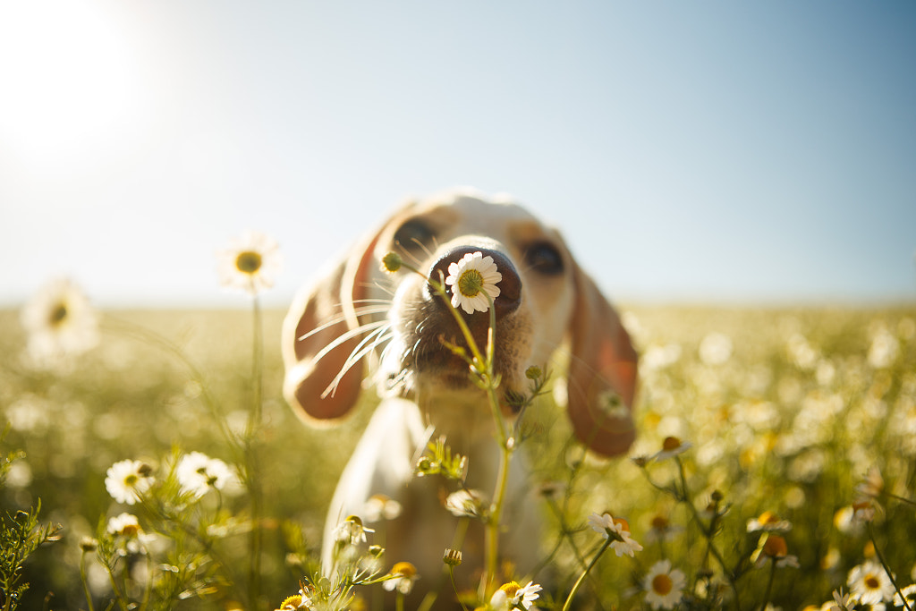 Dog smelling chamomile by Rodrigo Capuski on 500px.com