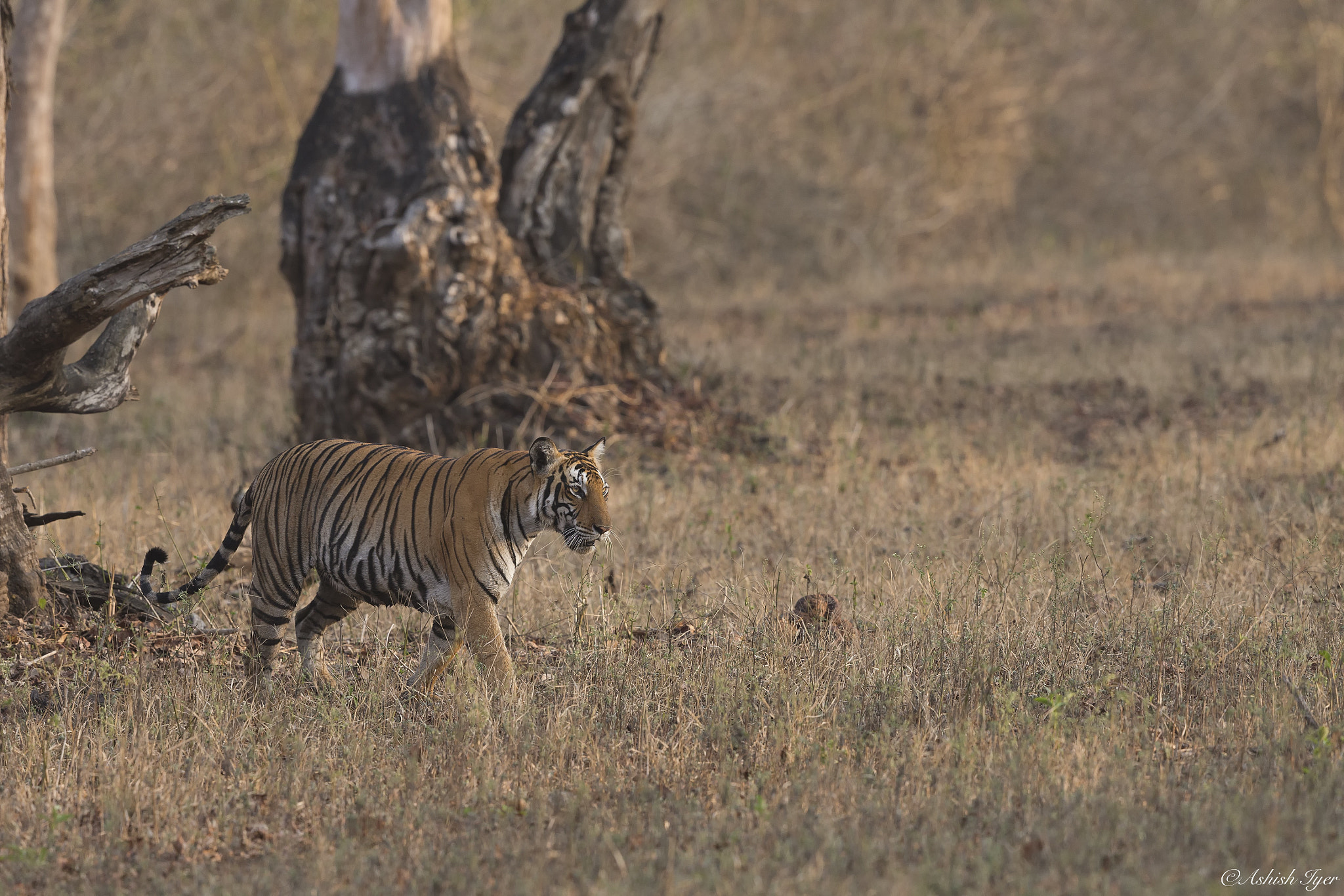 Canon EOS-1D X sample photo. Tiger | kabini river lodge | karnataka | india photography