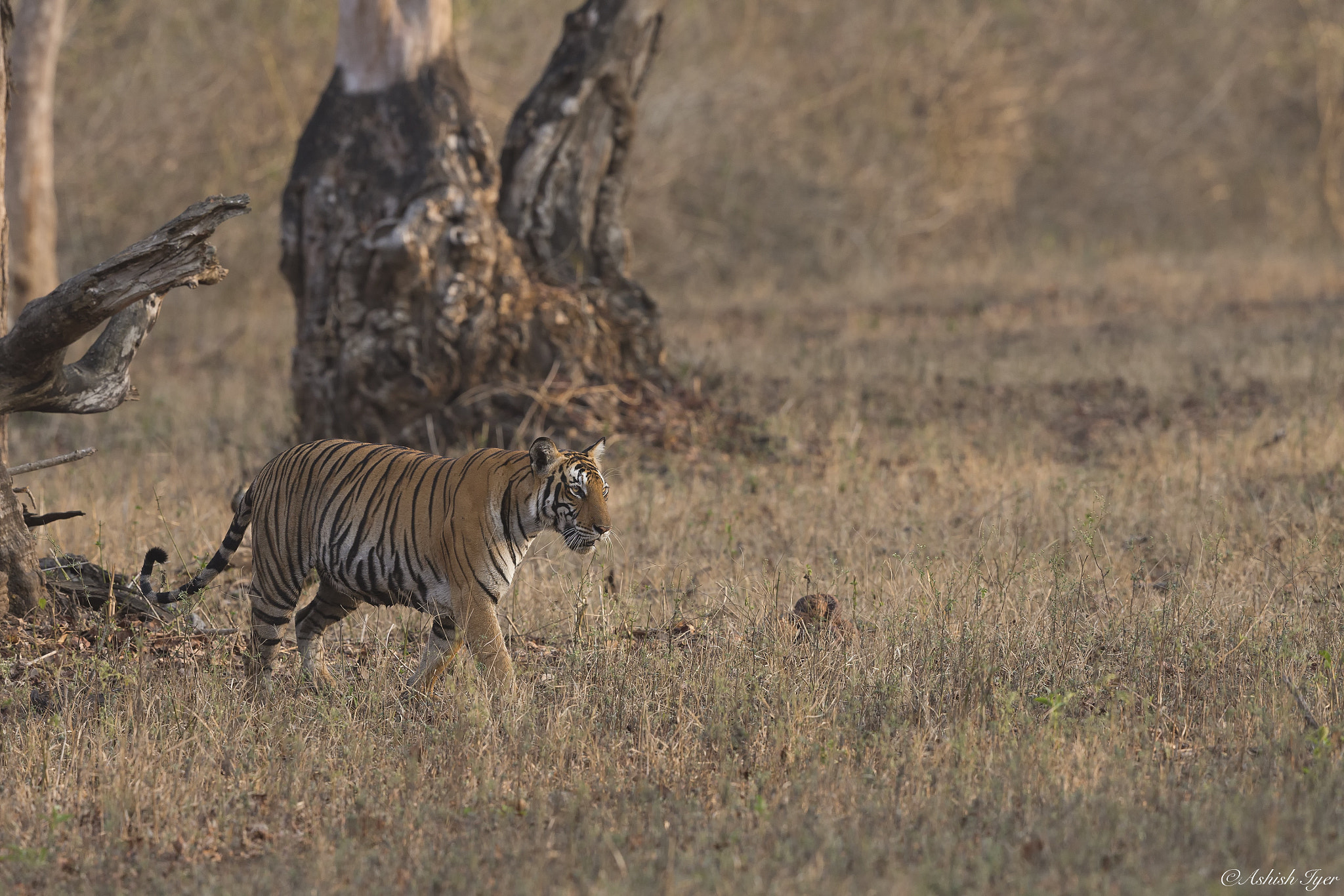 Canon EOS-1D X + Canon EF 500mm F4L IS II USM sample photo. Tiger | kabini river lodge | karnataka | india photography