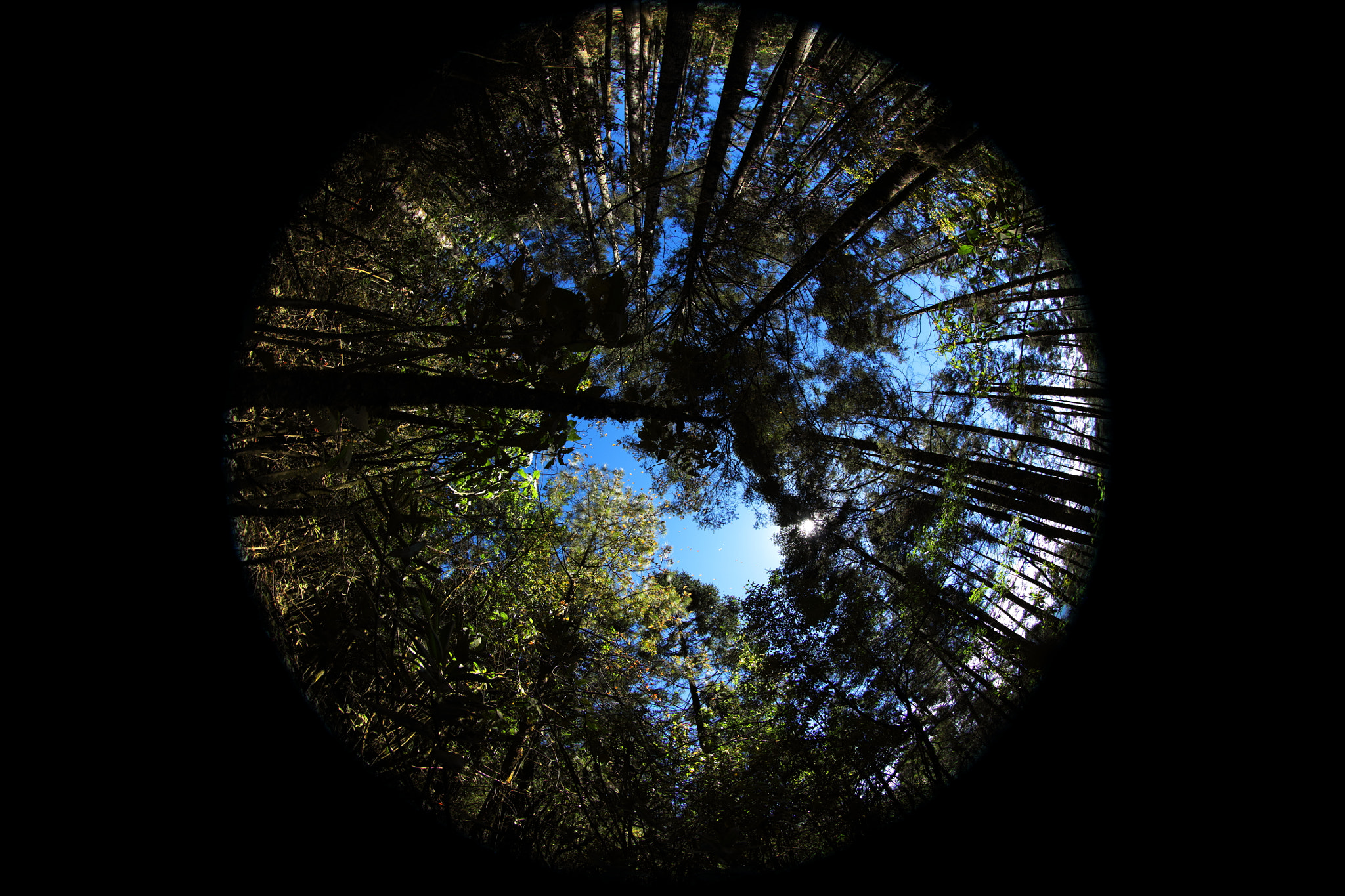 Canon EF 8-15mm F4L Fisheye USM sample photo. Piedra herrada, monarca butterfly photography