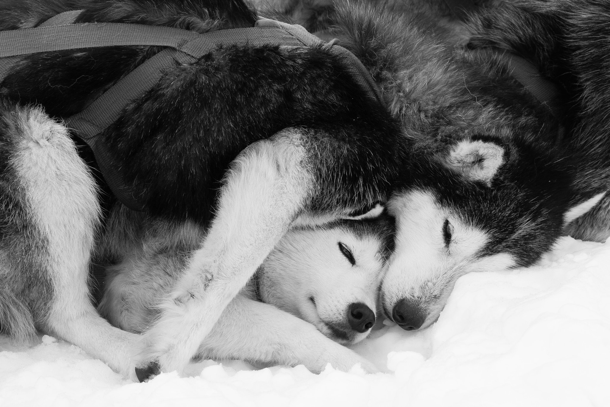 30 Adorable Photos of Animals Cuddling - 500px, image size:2048x1365