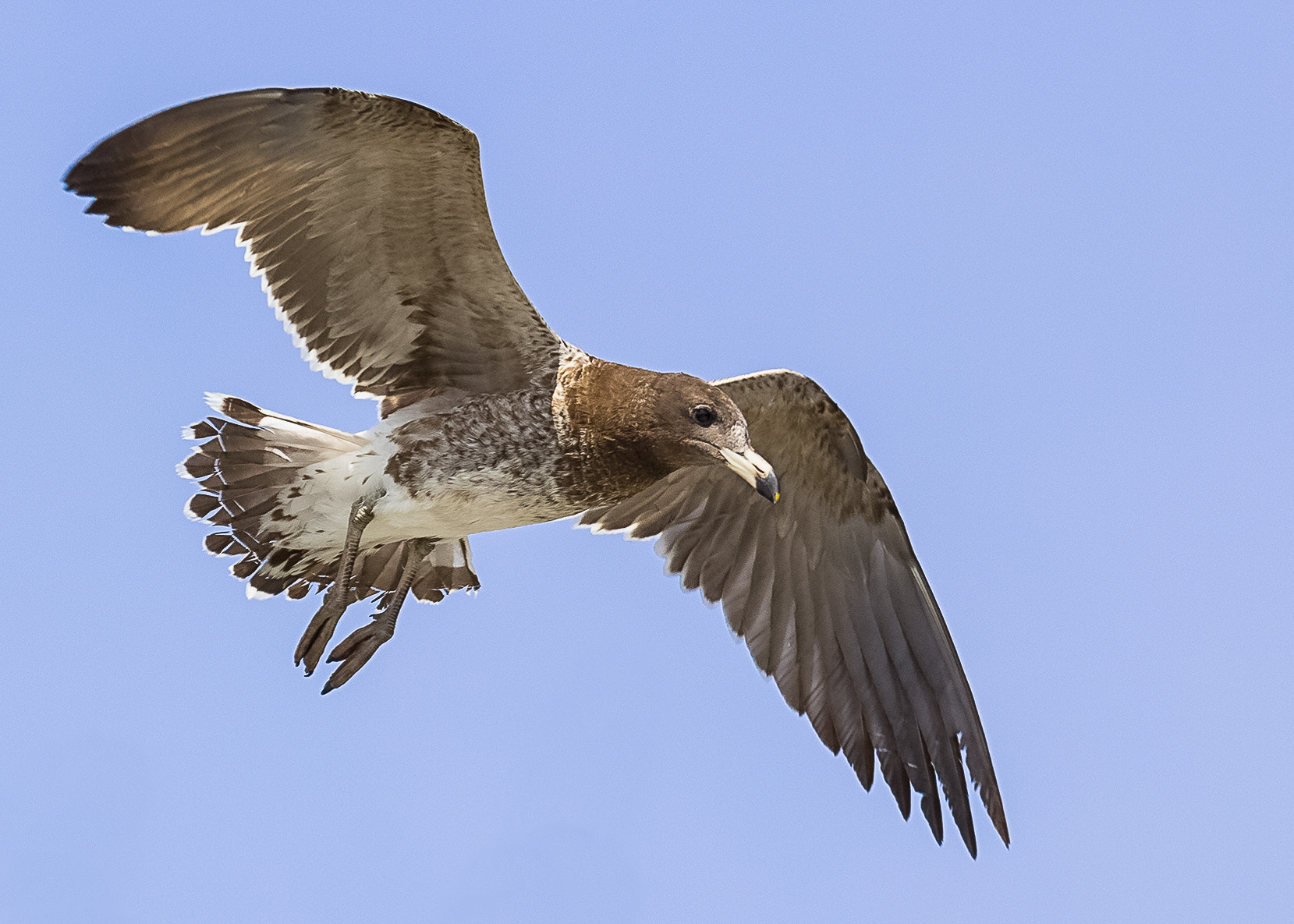 Tamron SP 35mm F1.8 Di VC USD sample photo. Gaviota photography