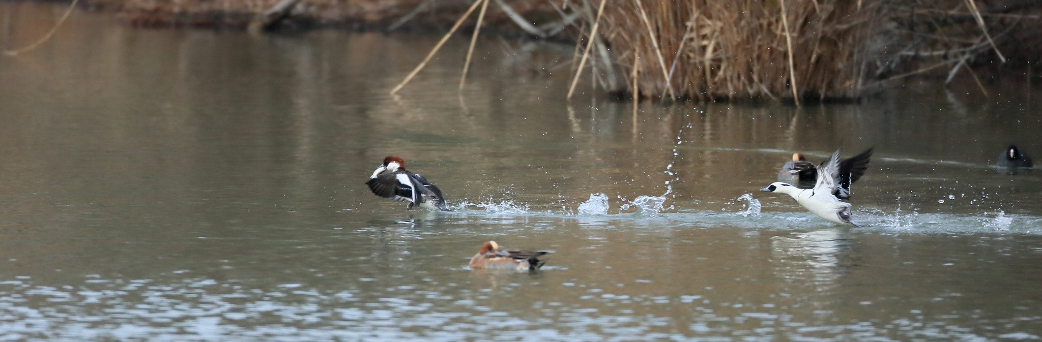 Canon EOS-1D X + Canon EF 800mm F5.6L IS USM sample photo. ミコアイサ smew photography