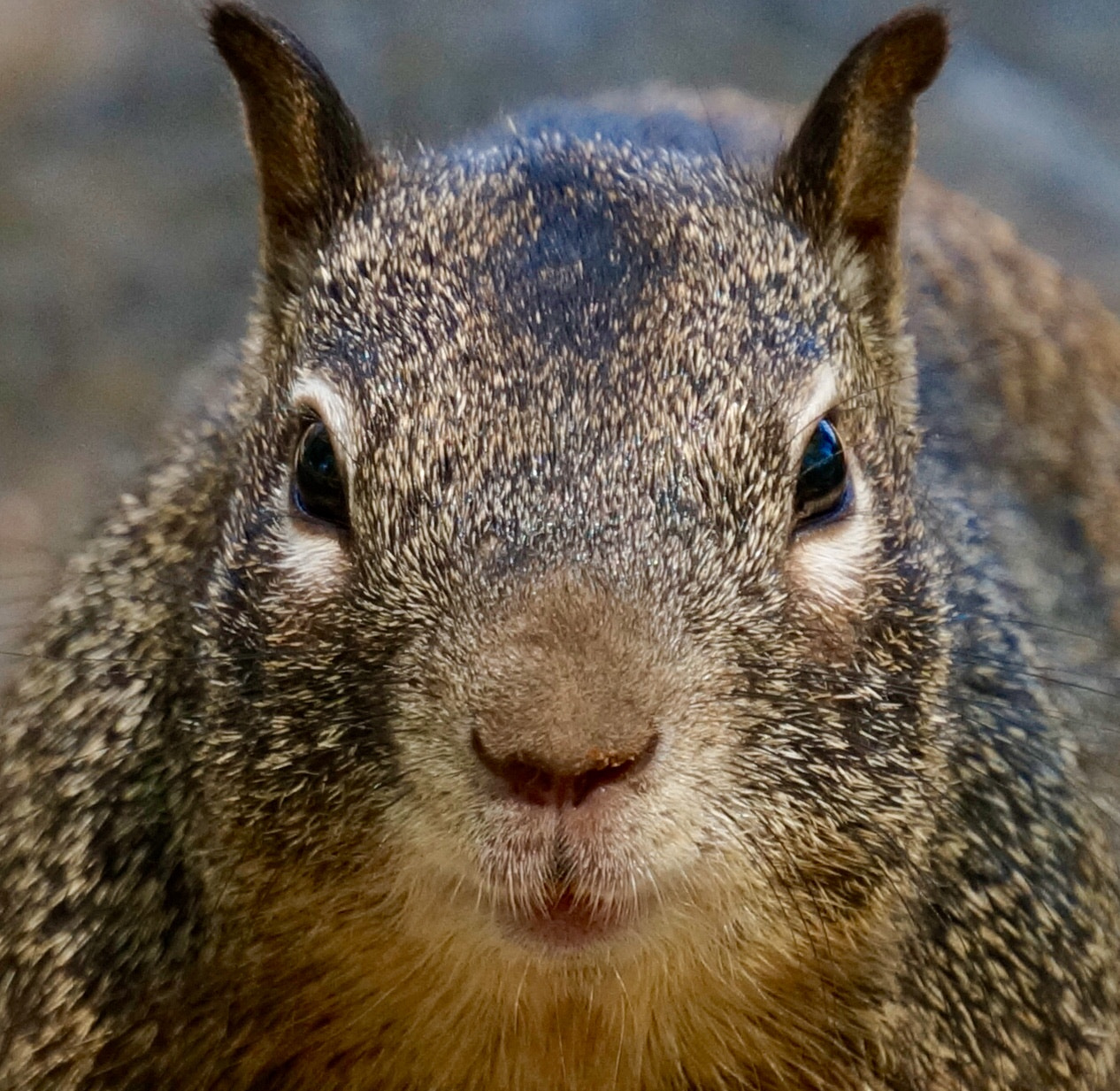 Sony Alpha NEX-6 sample photo. Straight on squirrel photography