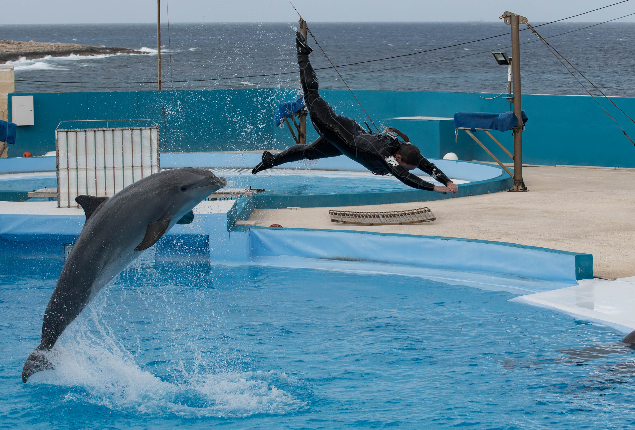 Nikon D500 sample photo. Dolphins photography