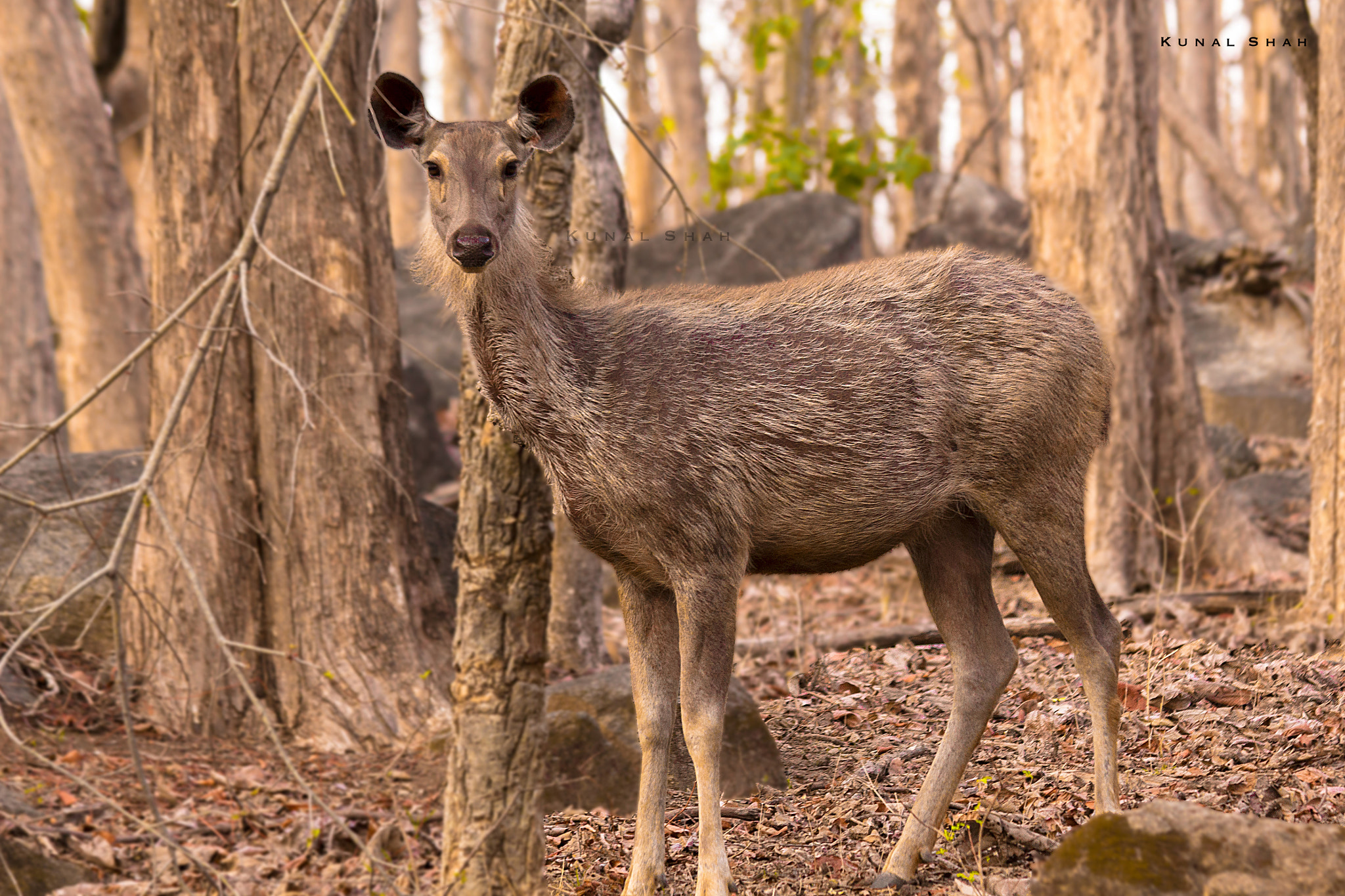Canon EF 70-300mm F4-5.6 IS USM sample photo. The sambar deer photography