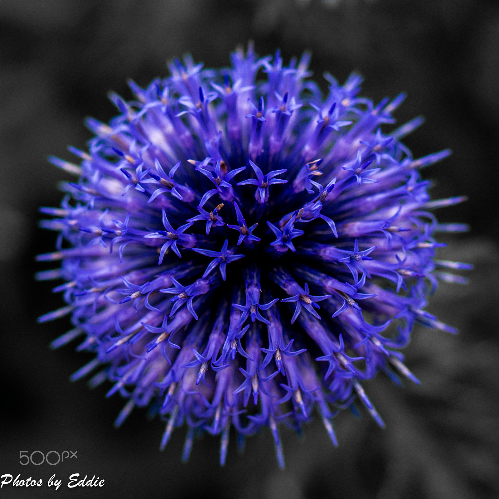 Olympus M.Zuiko Digital ED 60mm F2.8 Macro sample photo. Starburst photography