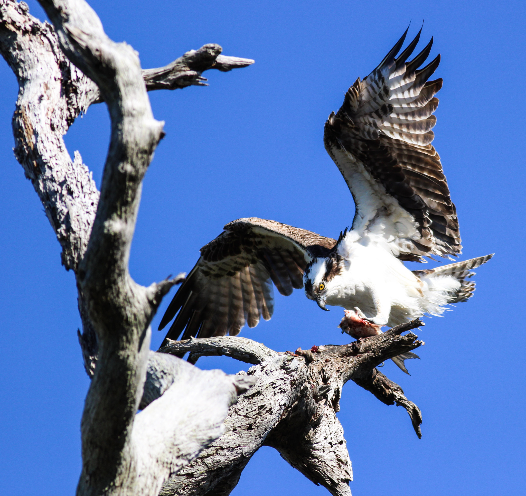 Canon EF 400mm F5.6L USM sample photo. Fish hawk photography