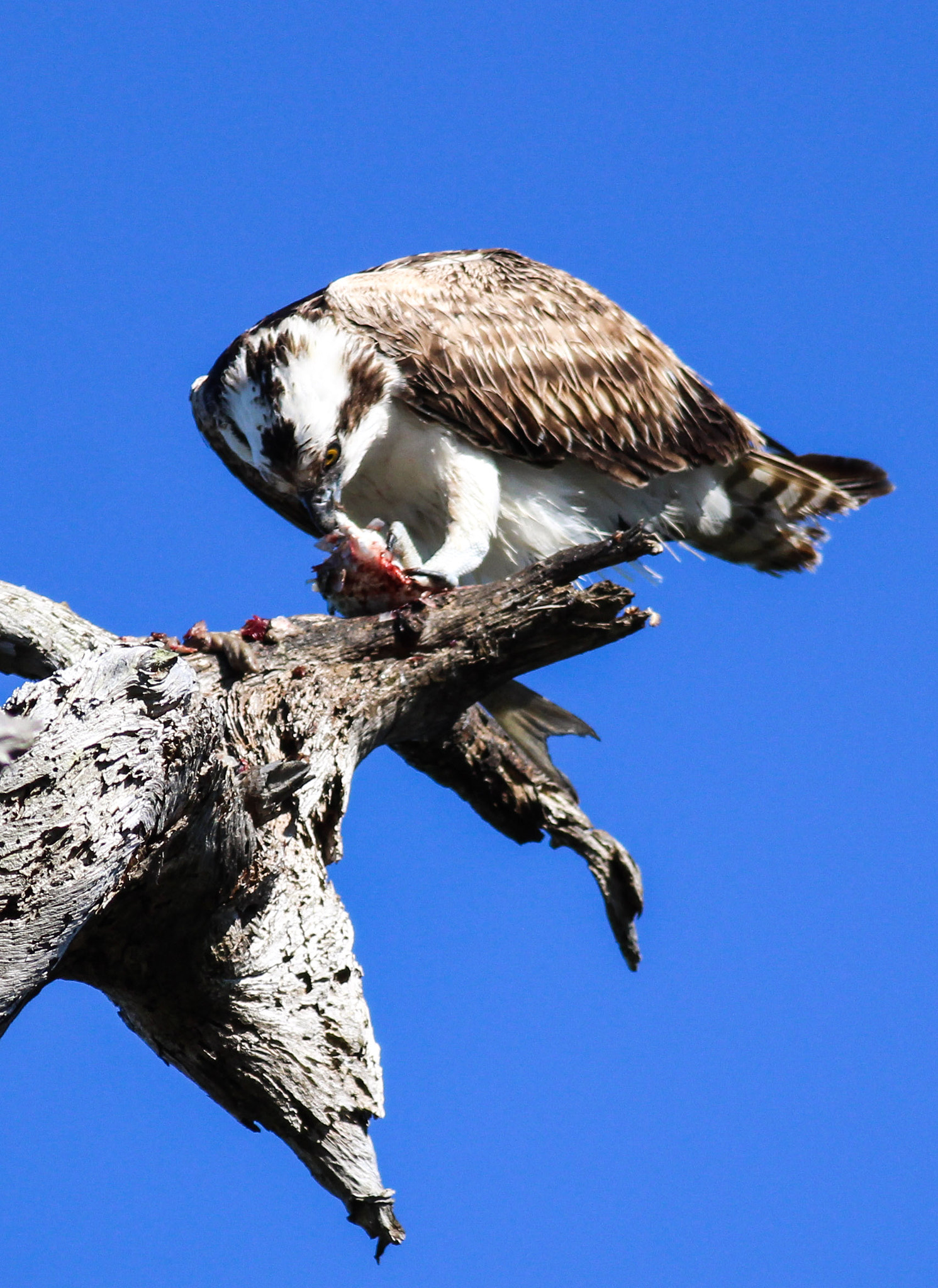 Canon EF 400mm F5.6L USM sample photo. Osprey photography