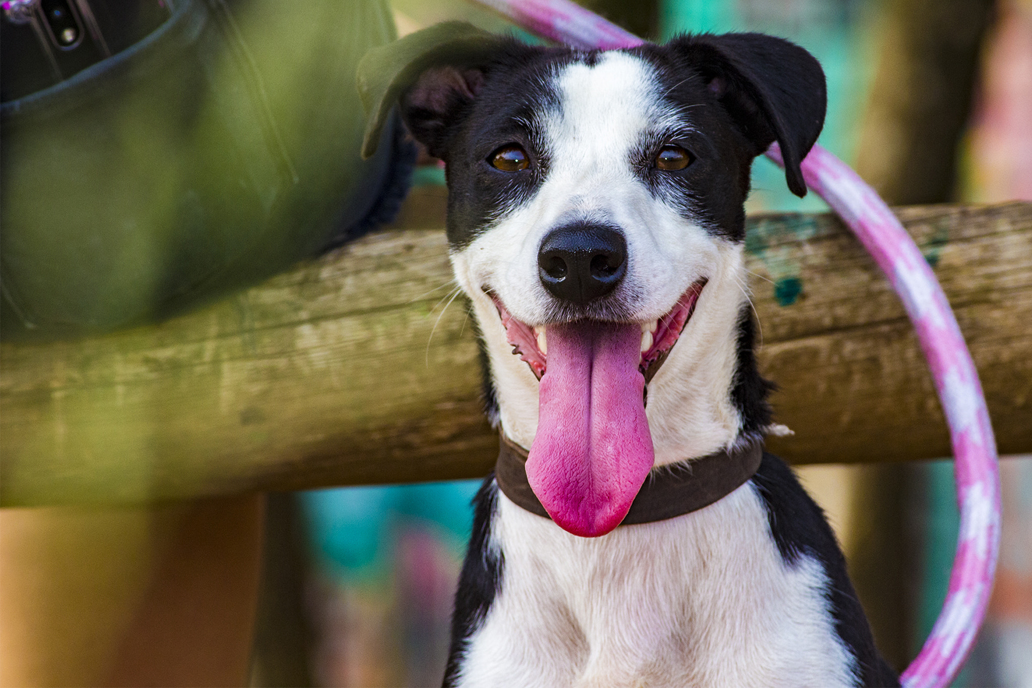 Canon EF-S 55-250mm F4-5.6 IS II sample photo. Cachorro photography