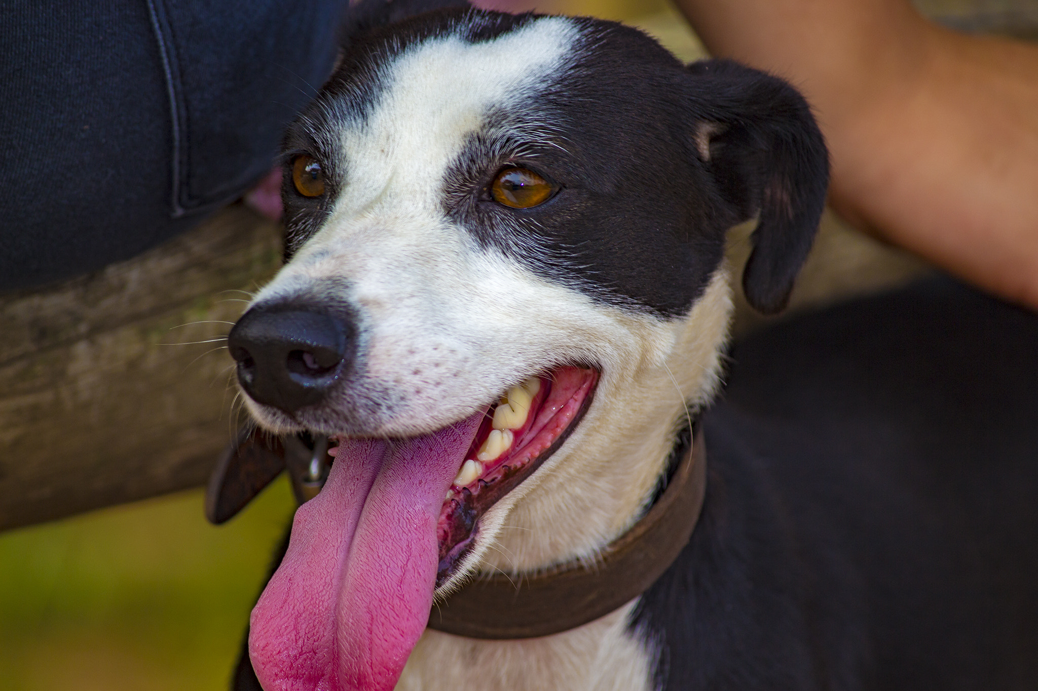 Canon EF-S 55-250mm F4-5.6 IS II sample photo. Cachorro photography
