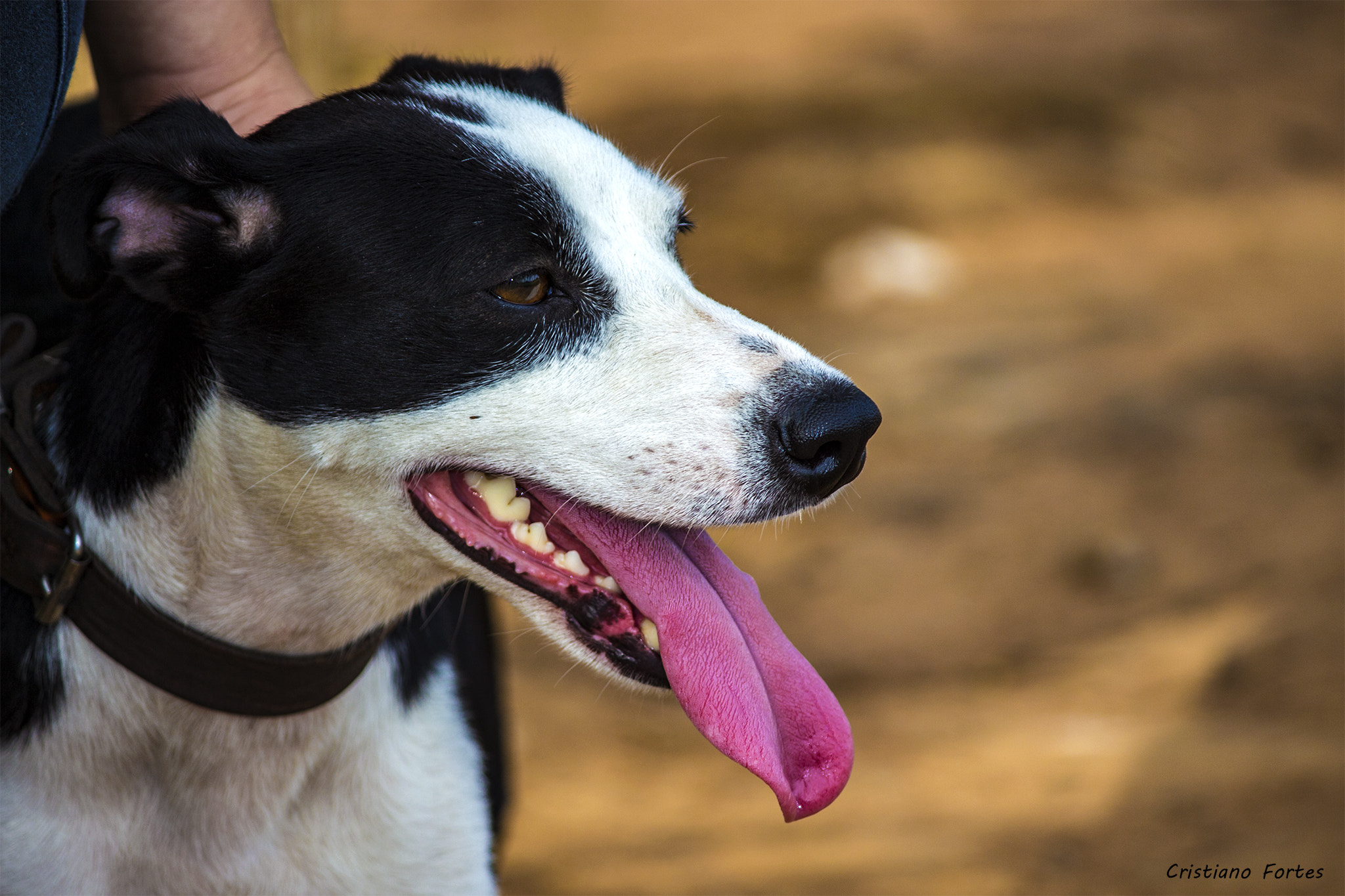 Canon EF-S 55-250mm F4-5.6 IS II sample photo. Cachorro photography
