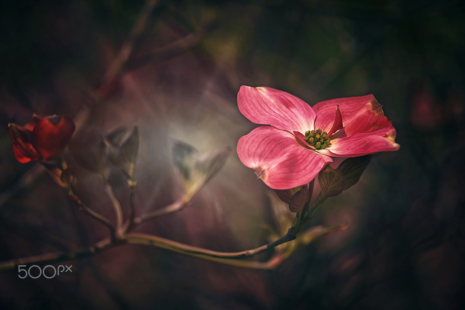 Nikon D800E sample photo. Passion flower photography