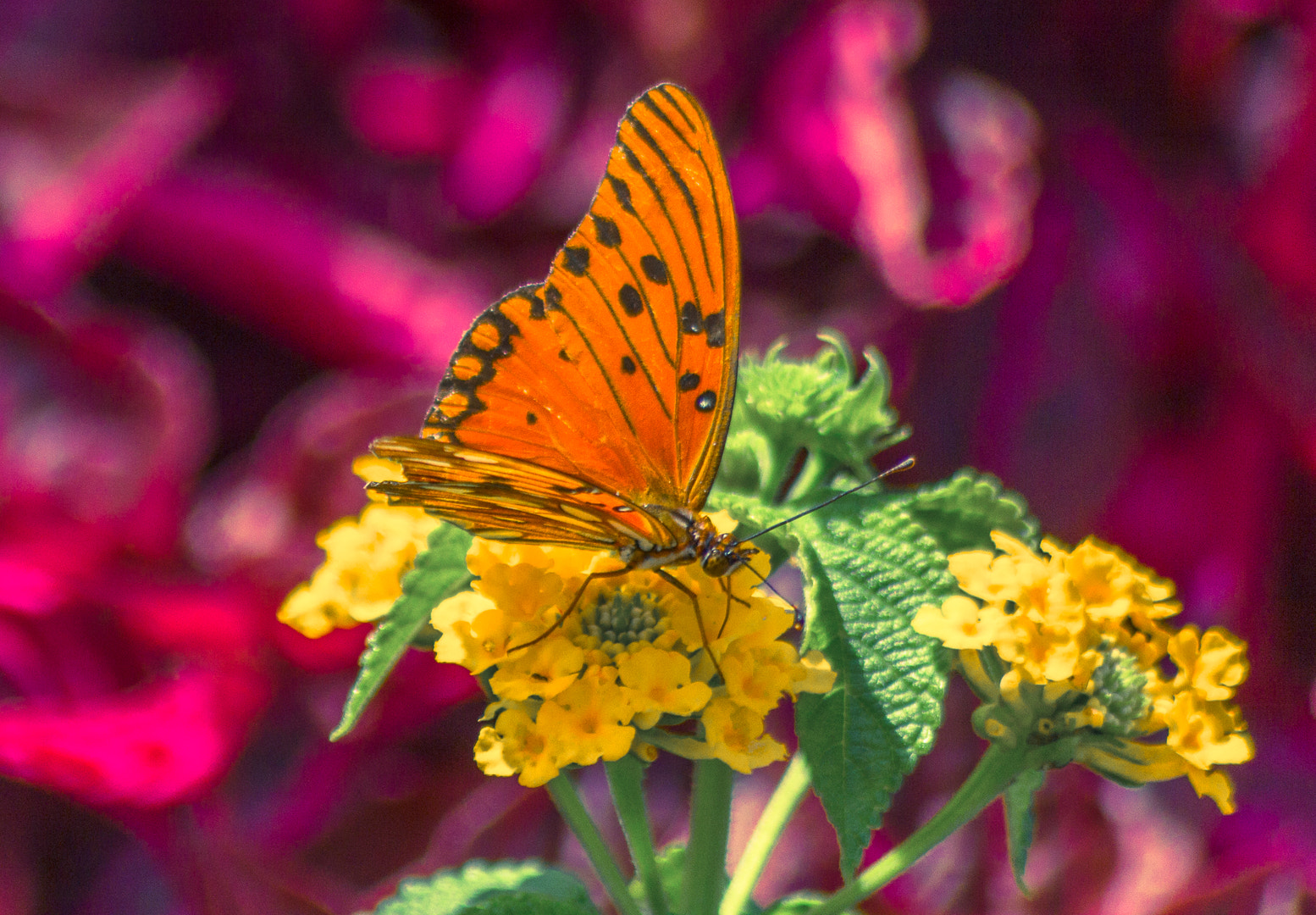 Canon EOS 550D (EOS Rebel T2i / EOS Kiss X4) sample photo. Butterfly photography