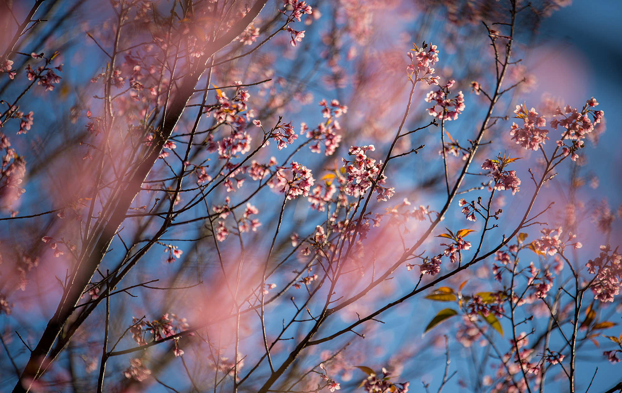 Nikon Df sample photo. Phu lomlo blossom photography