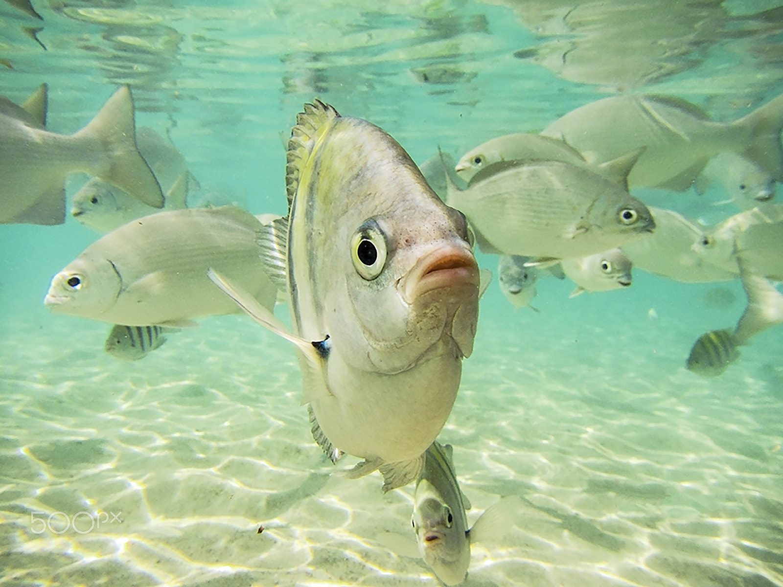 Canon PowerShot D20 sample photo. Fish photography